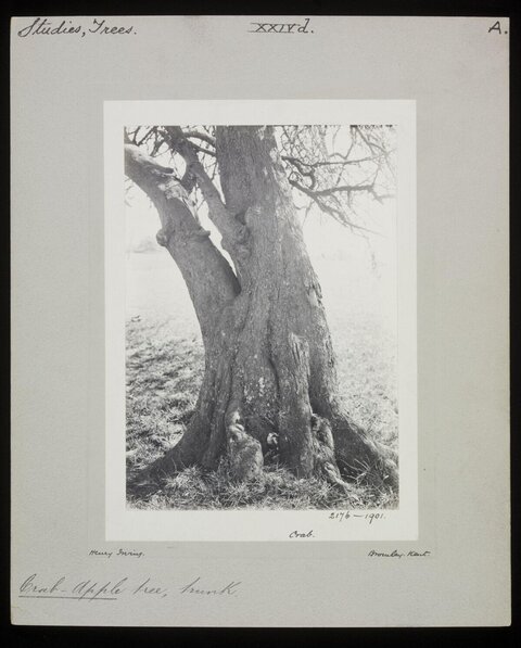 Crab Apple Tree Trunk Study