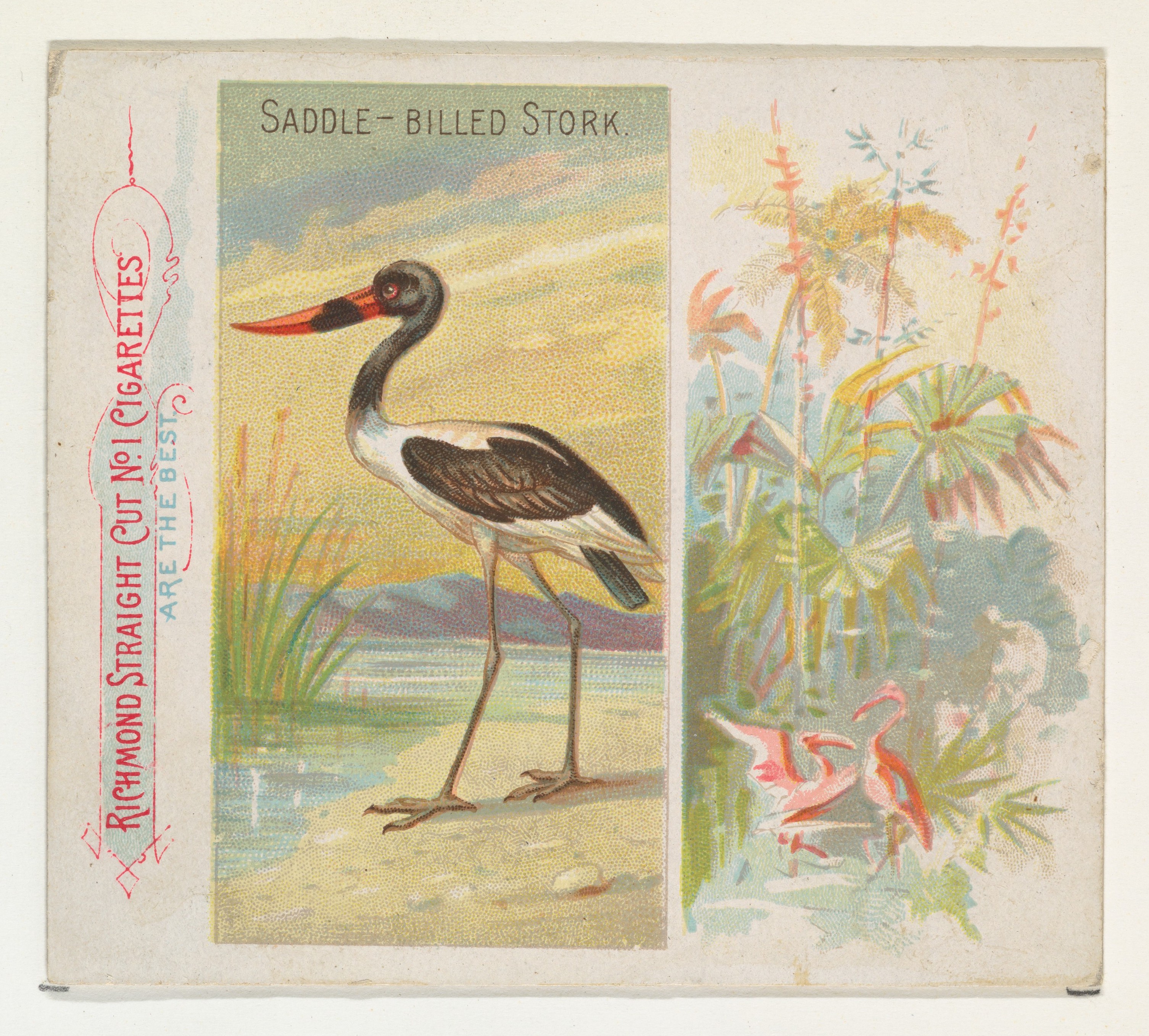 Saddle-billed Stork Vintage Cigarette Card