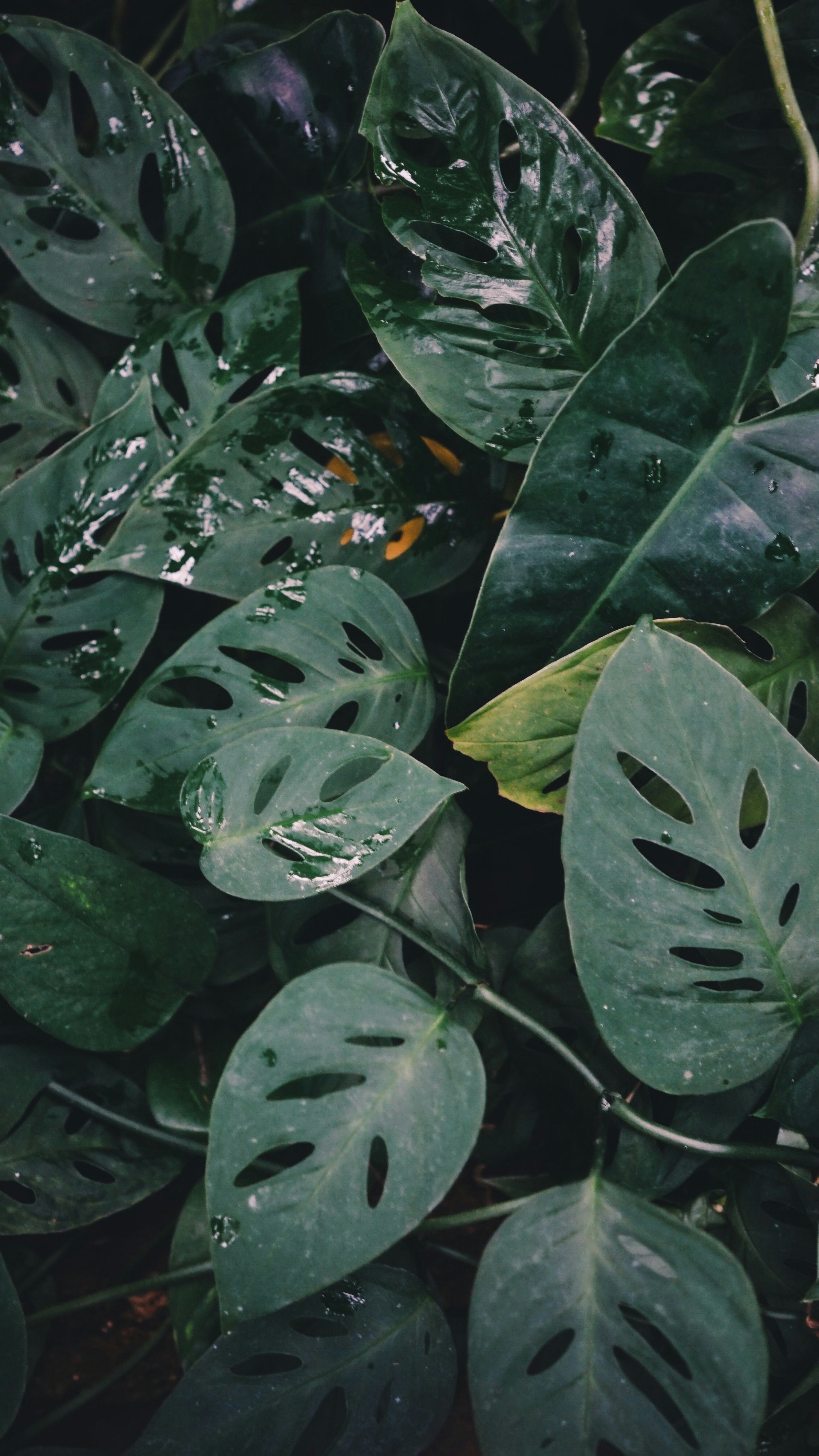 Wallpapers