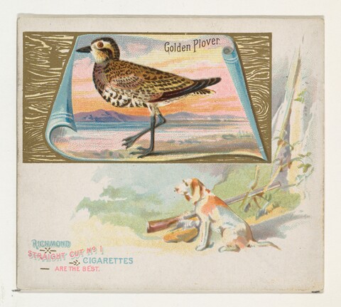 Vintage Golden Plover Cigarette Card