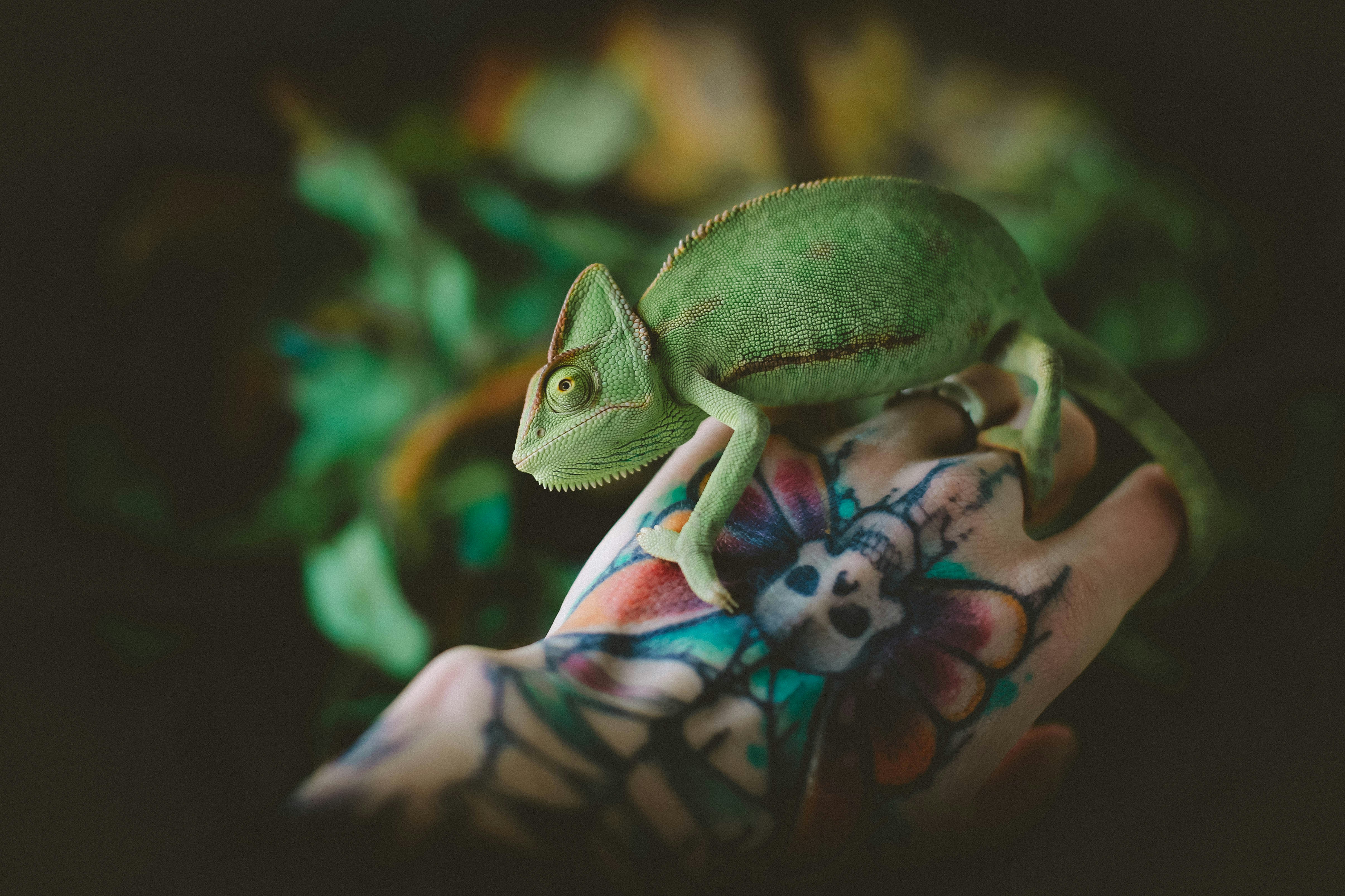 Green Chameleon on Tattooed Hand