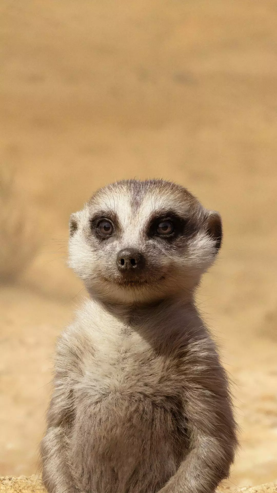 Animal World