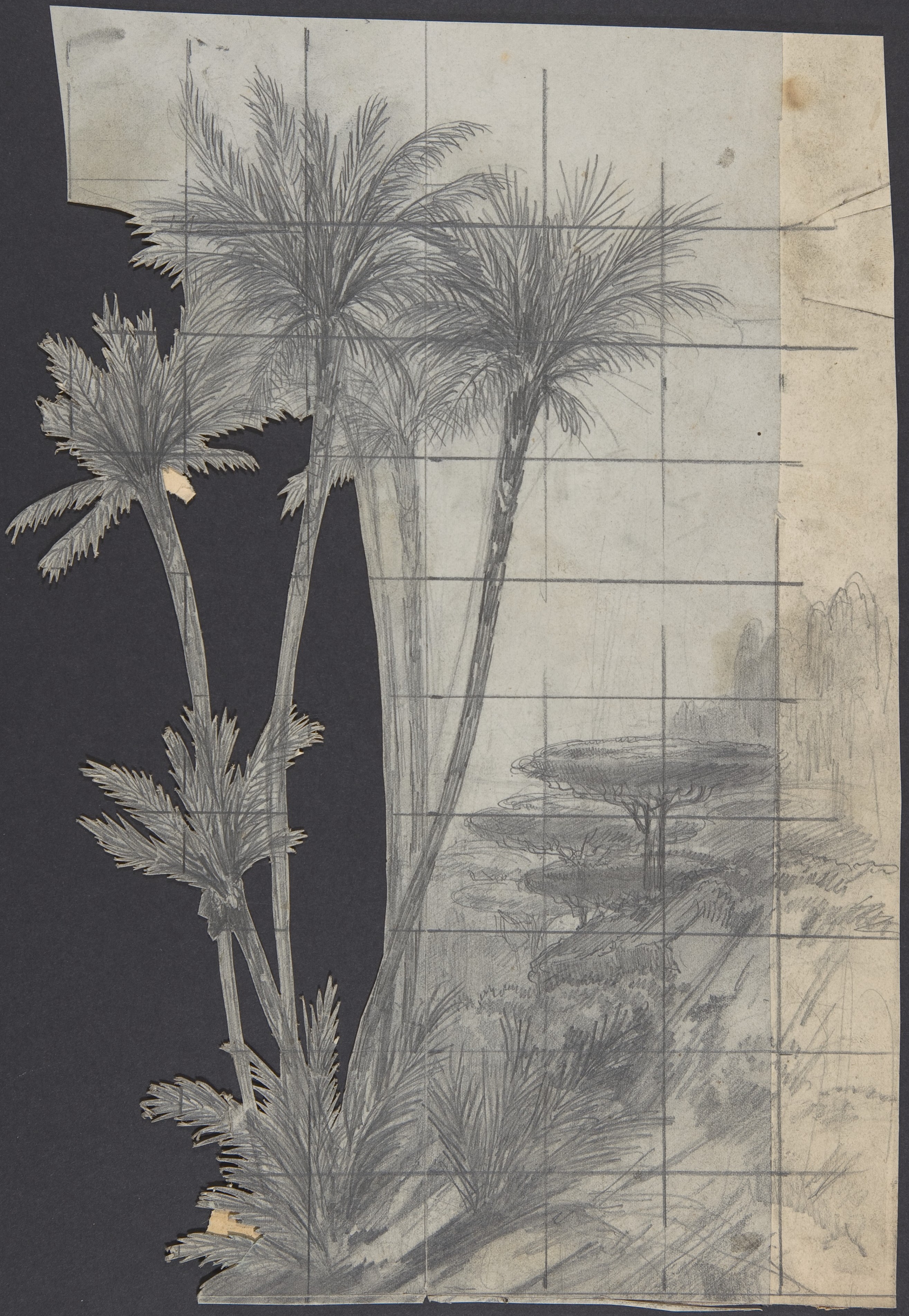 Pencil Sketch of Palm Trees