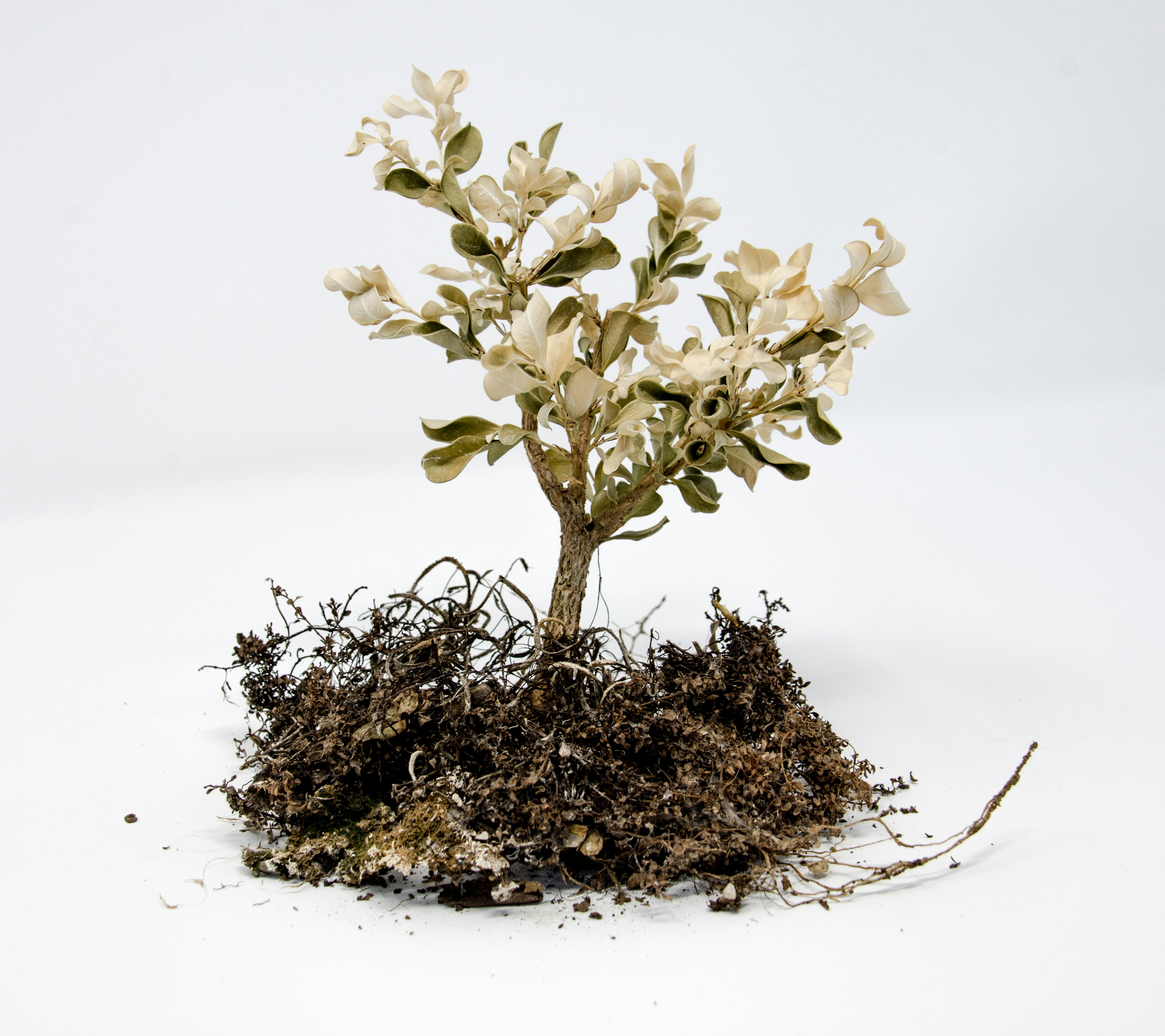 Dried Uprooted Small Shrub
