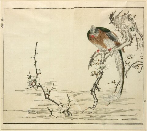 Bird on Flowering Plum Branch