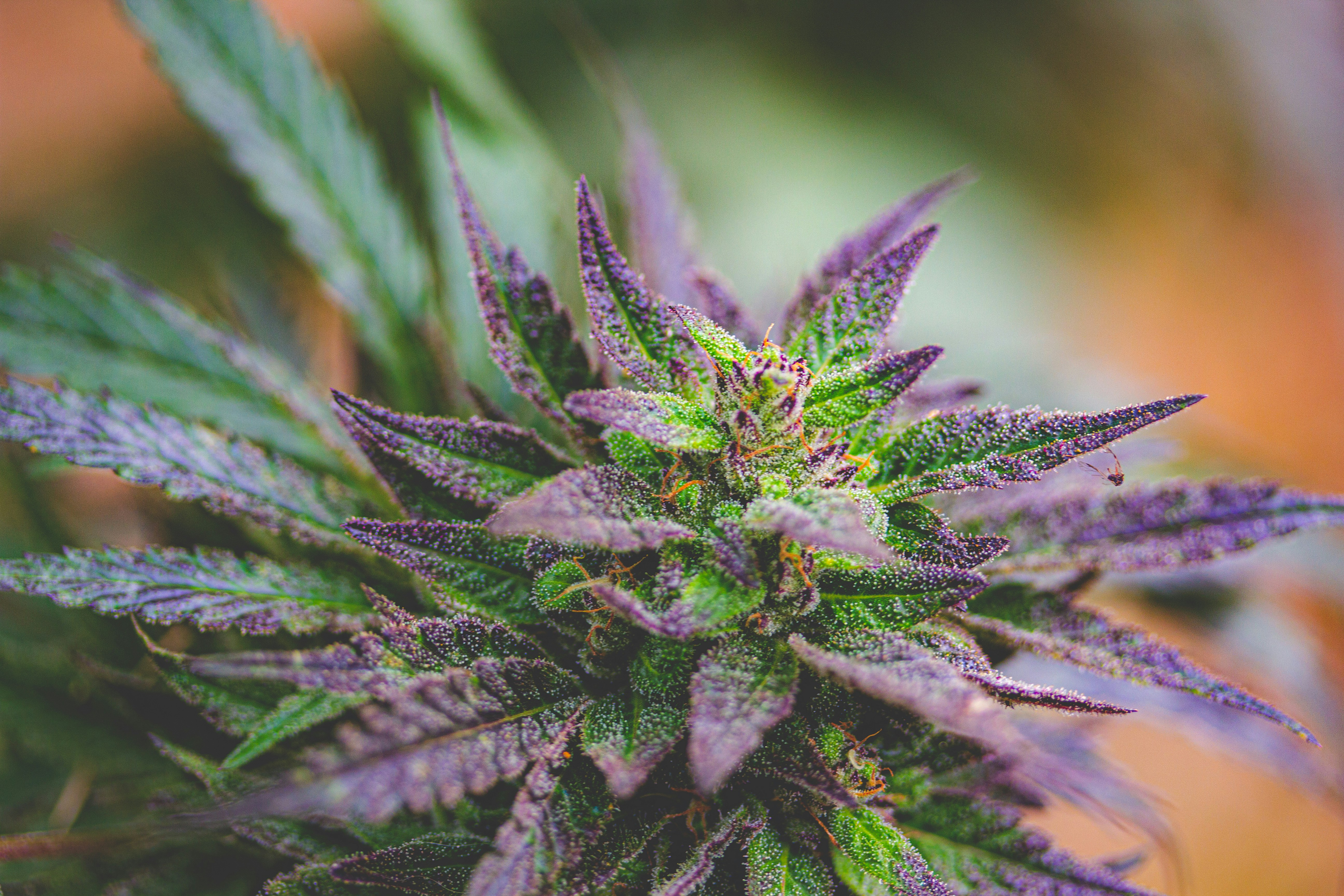 Close-up of Purple Cannabis Bud