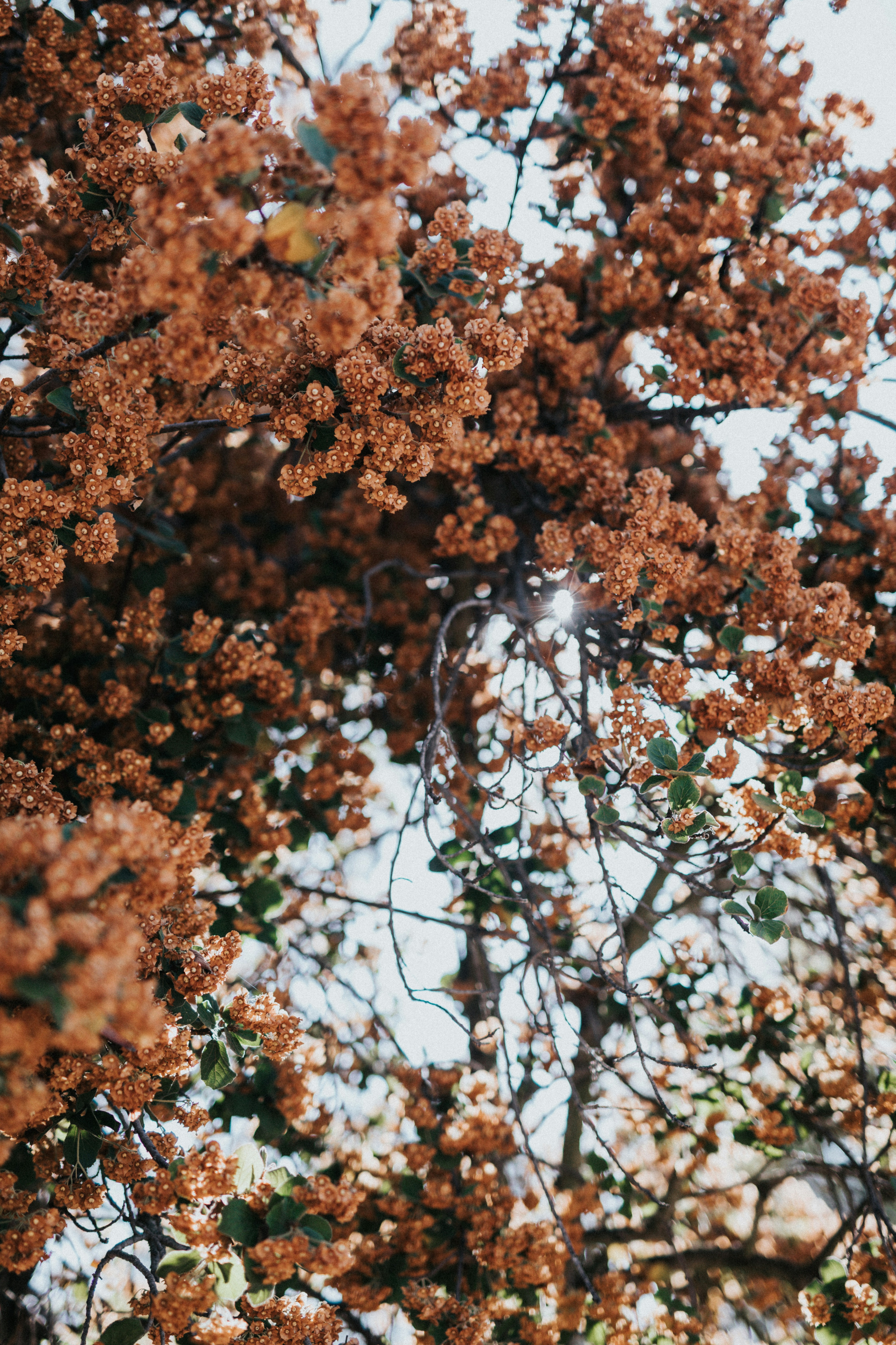 Sunlit Orange-Brown Tree Blossoms
