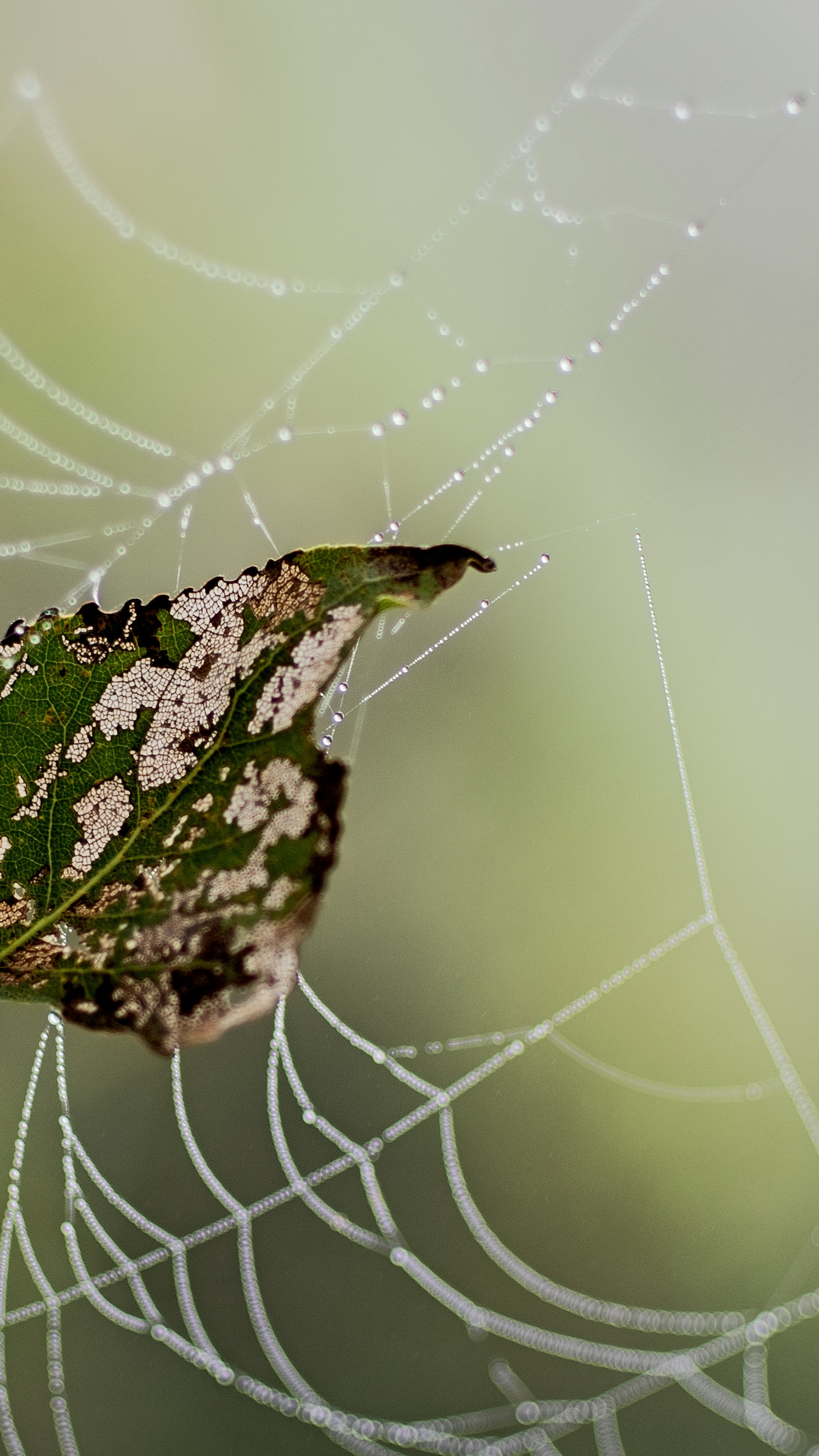 Damaged Leaf on Dewy Spider Web