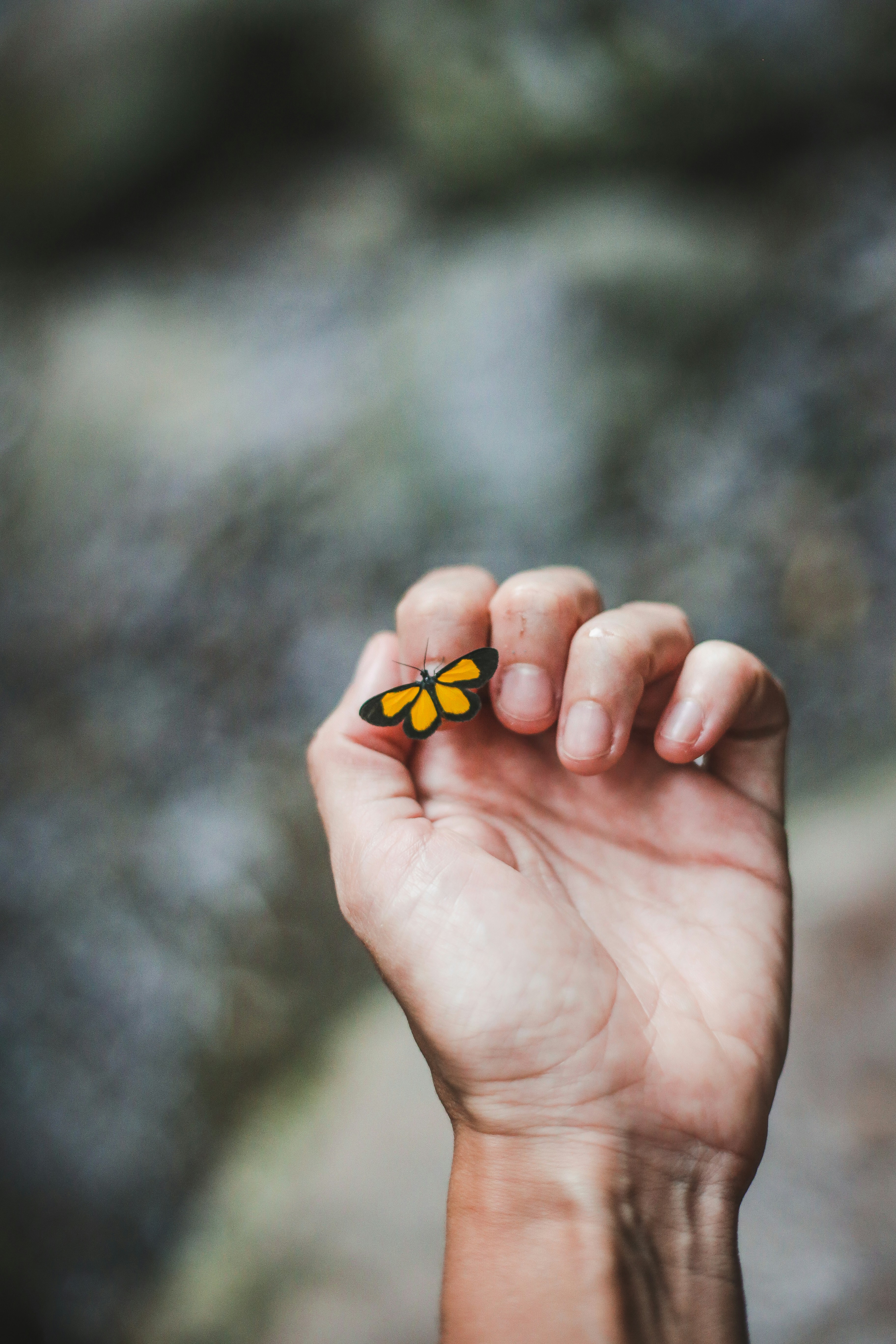 Small Butterfly on Human Hand