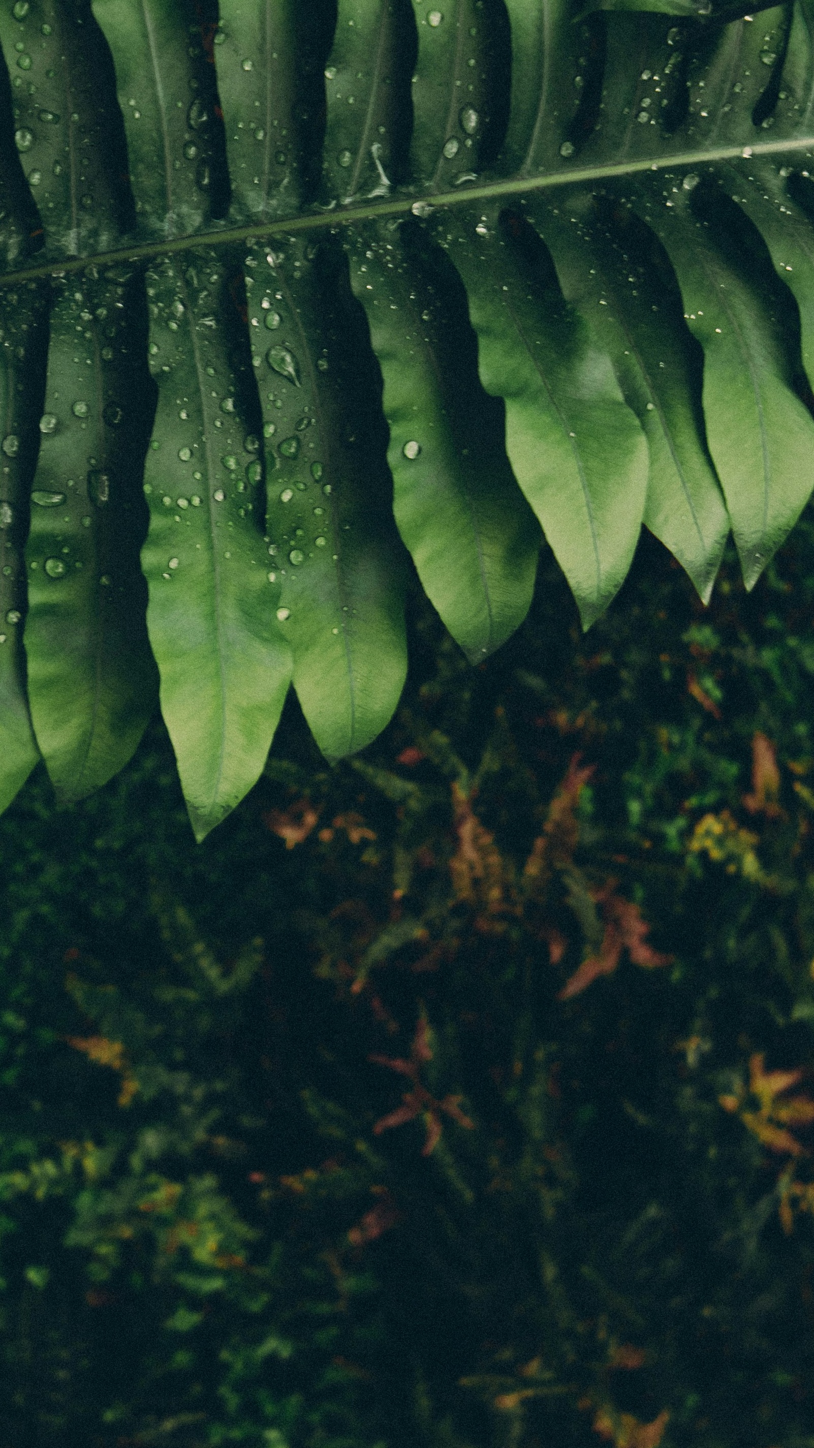 Wallpapers