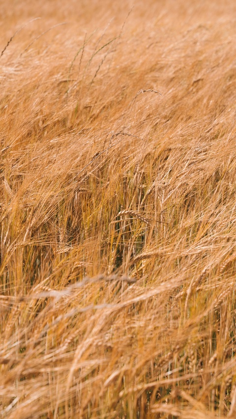 Golden Wheat Field