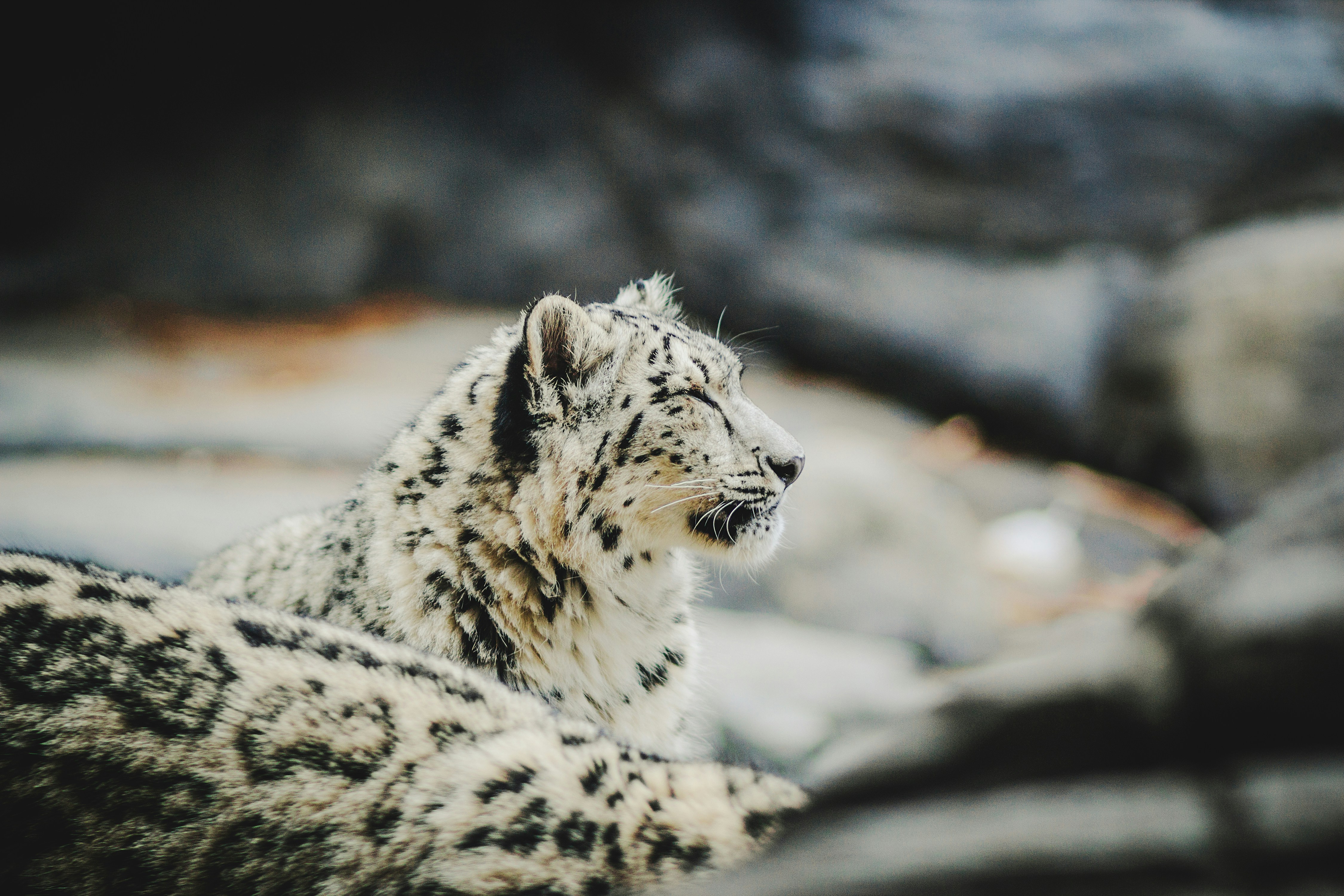 Side Profile of a Resting Snow Leopard