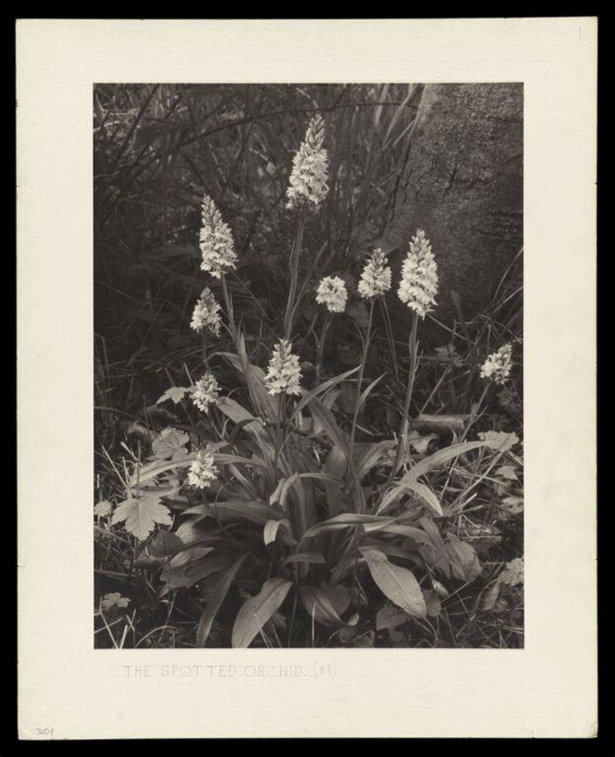 Black and White Photo of Spotted Orchid