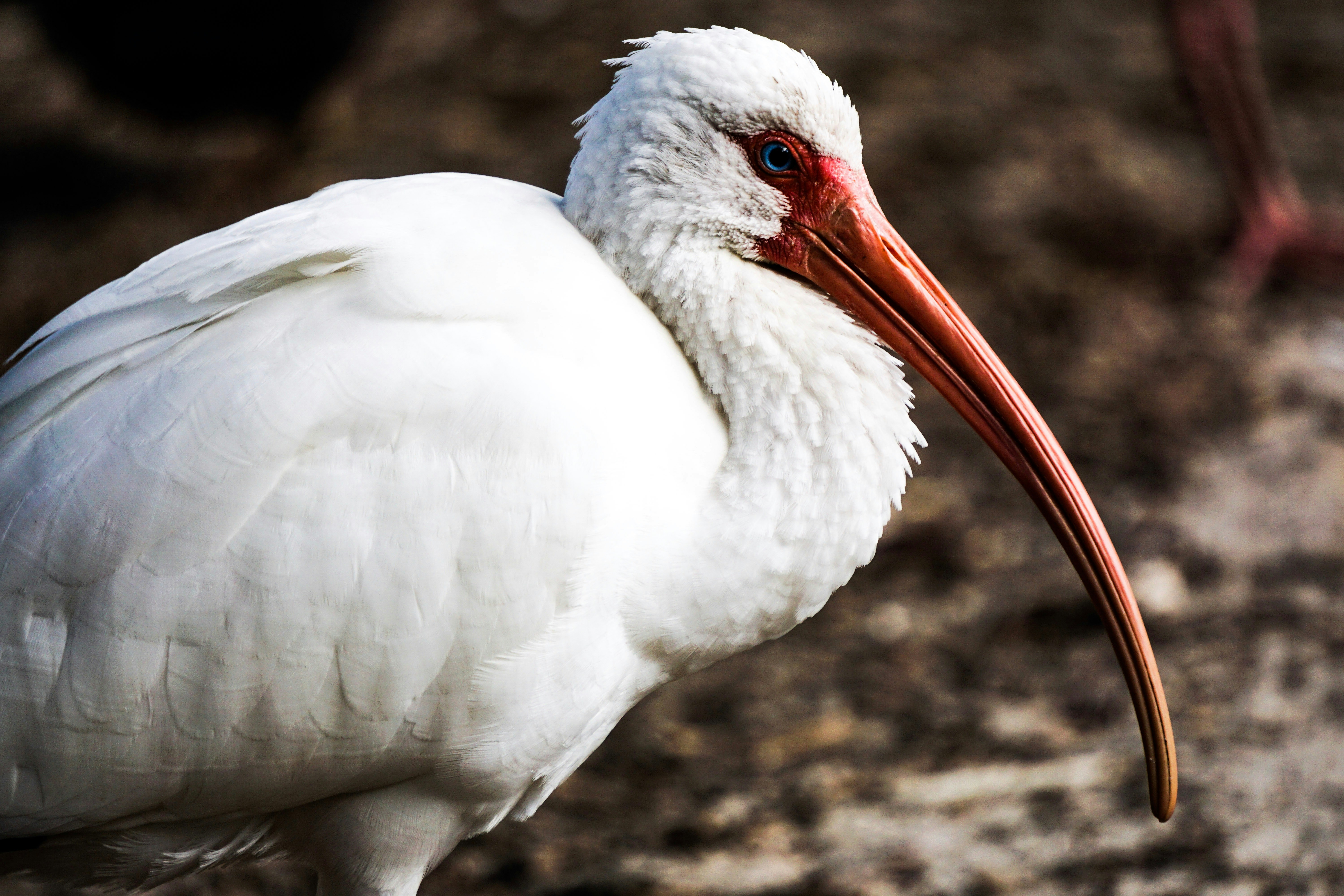 Close-up of White Ibis