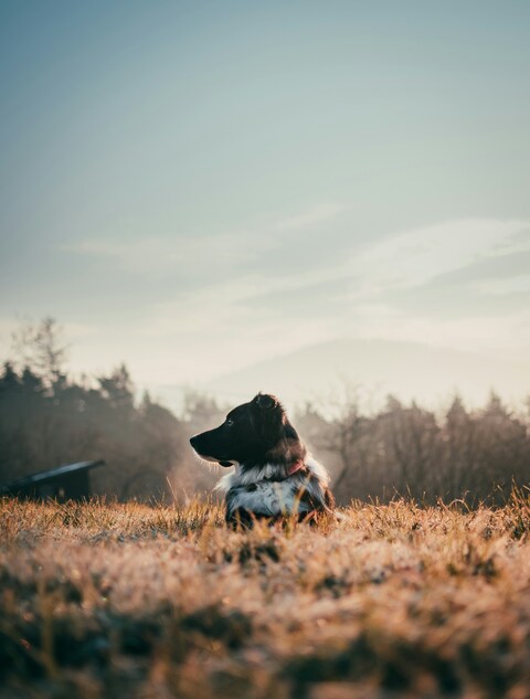 Black and White Dog Resting on Grassy Hill