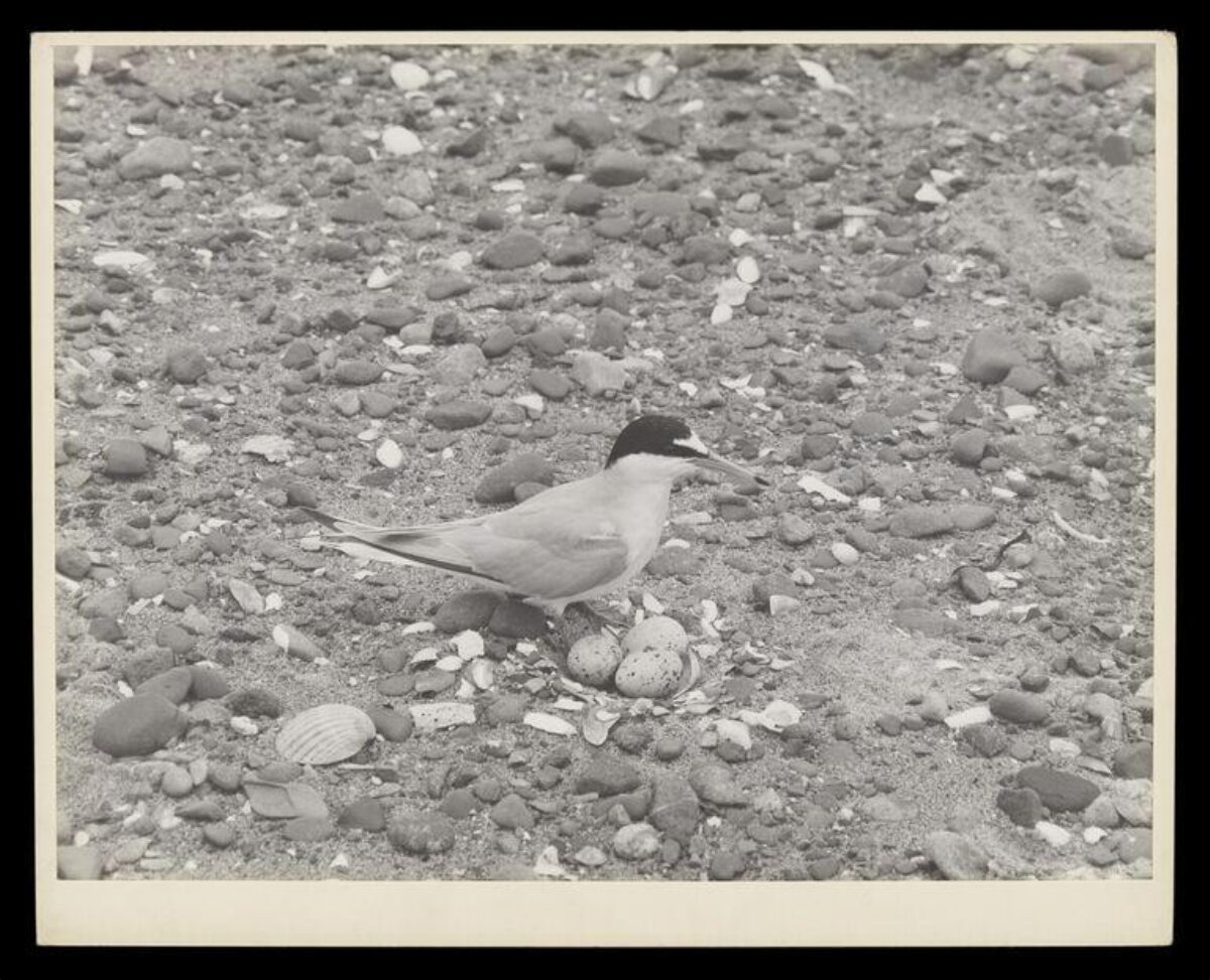 Tern Nesting on Pebble Shore