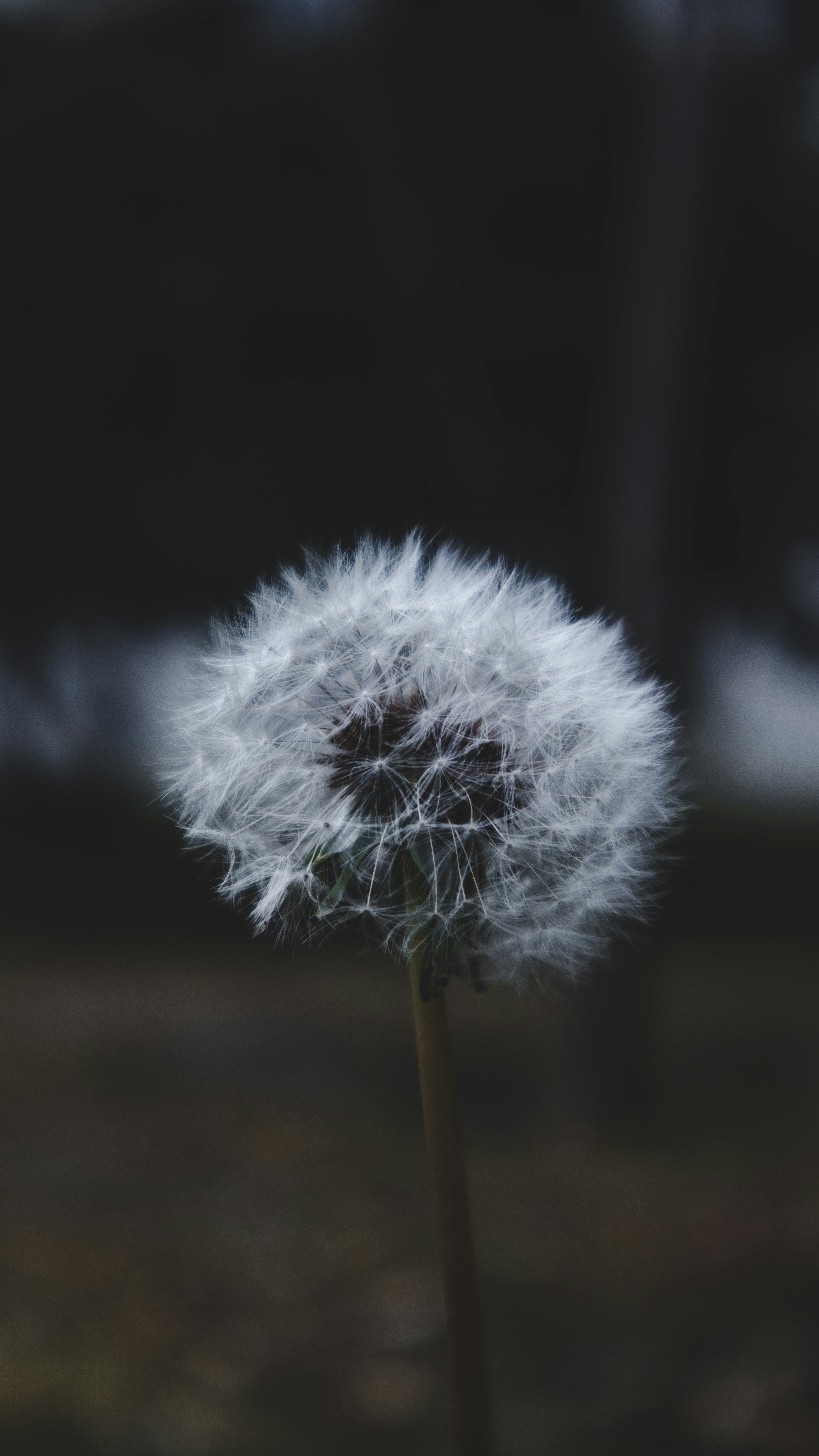 Dandelion Seed Head Close Up