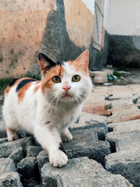 Calico Cat On Stone Pavement