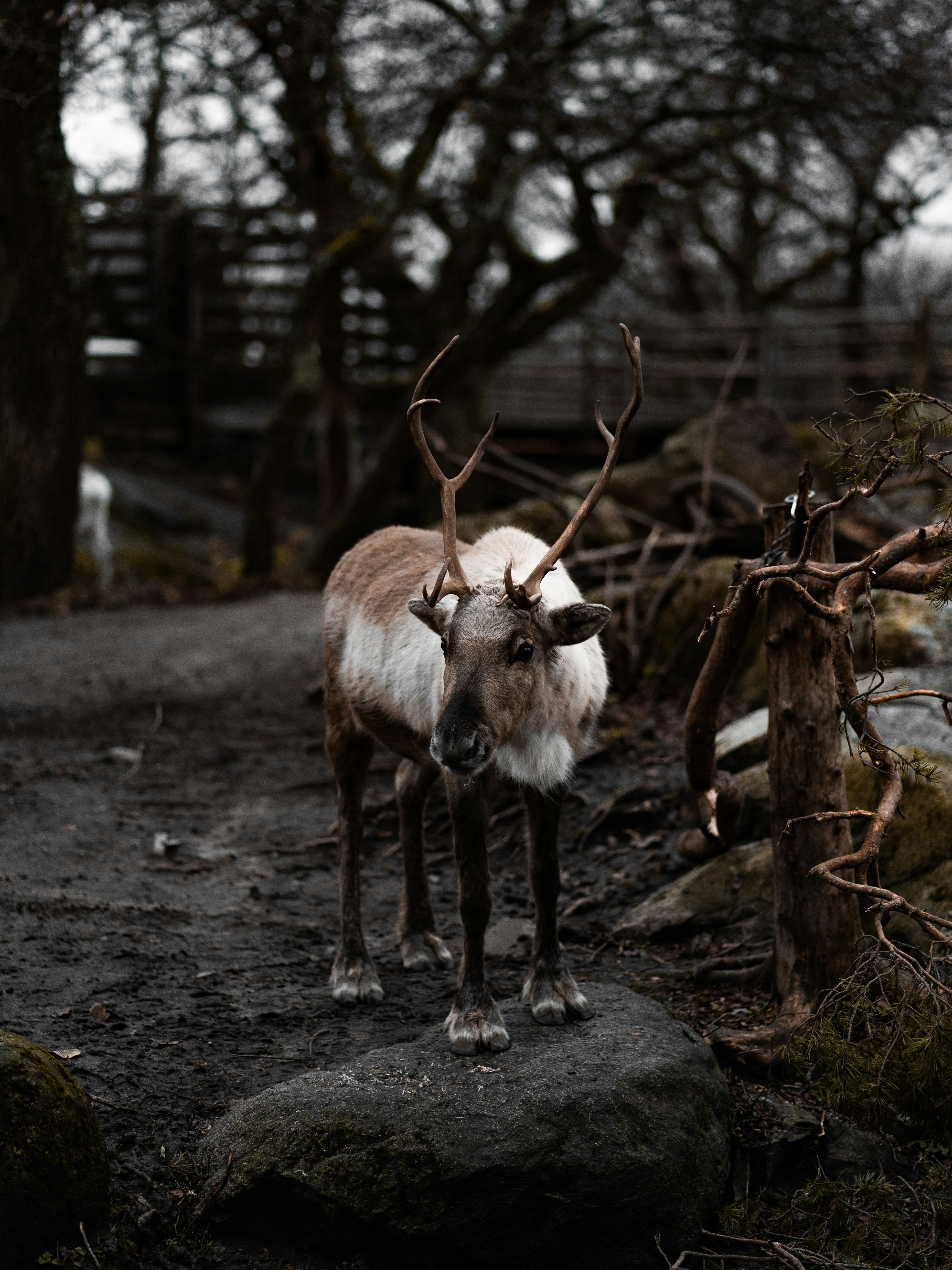 Reindeer in Wooded Enclosure