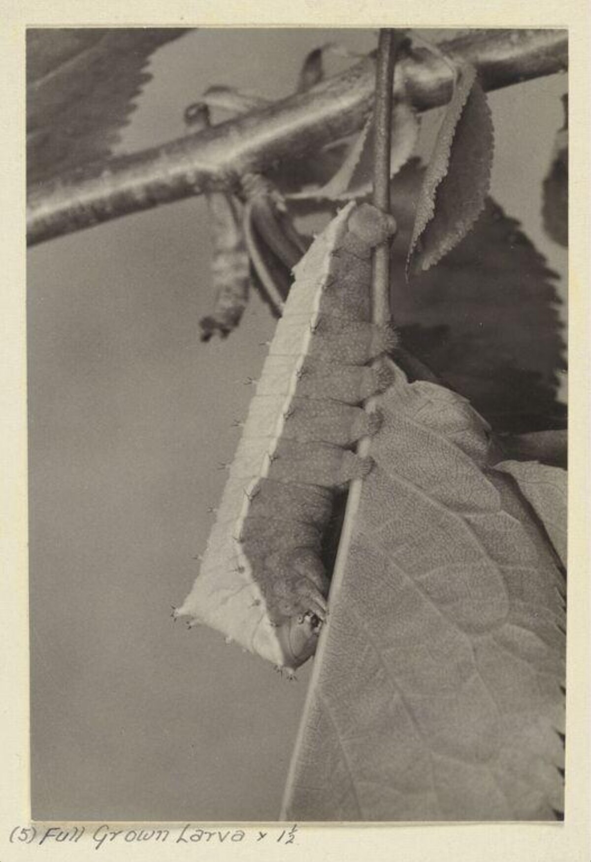 Full Grown Larva on Leaf