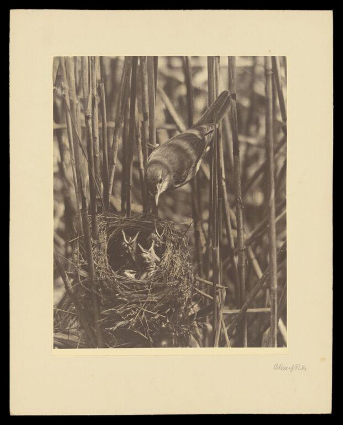 Parent Bird Attending Nest With Chicks