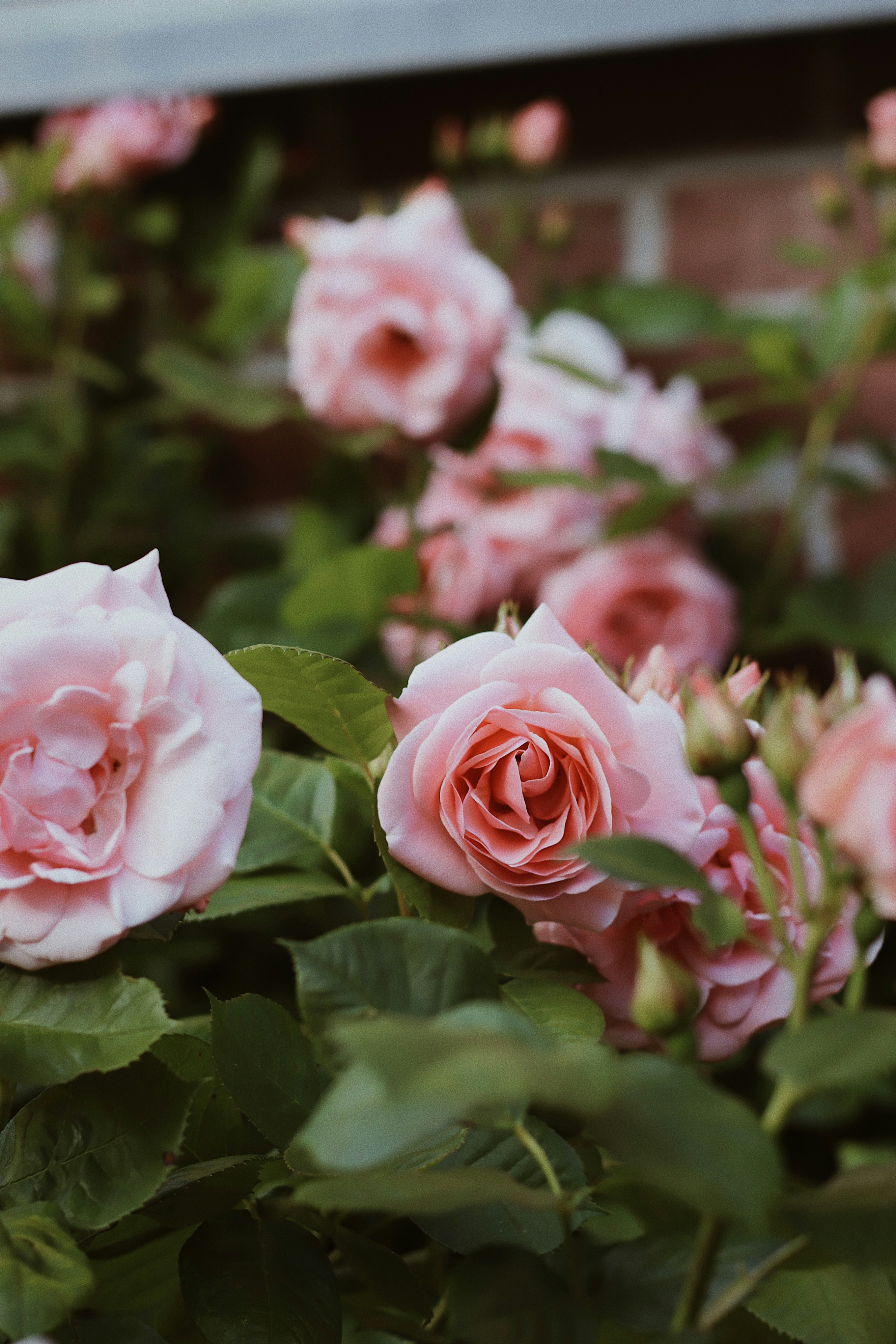 Blooming Pink Garden Roses