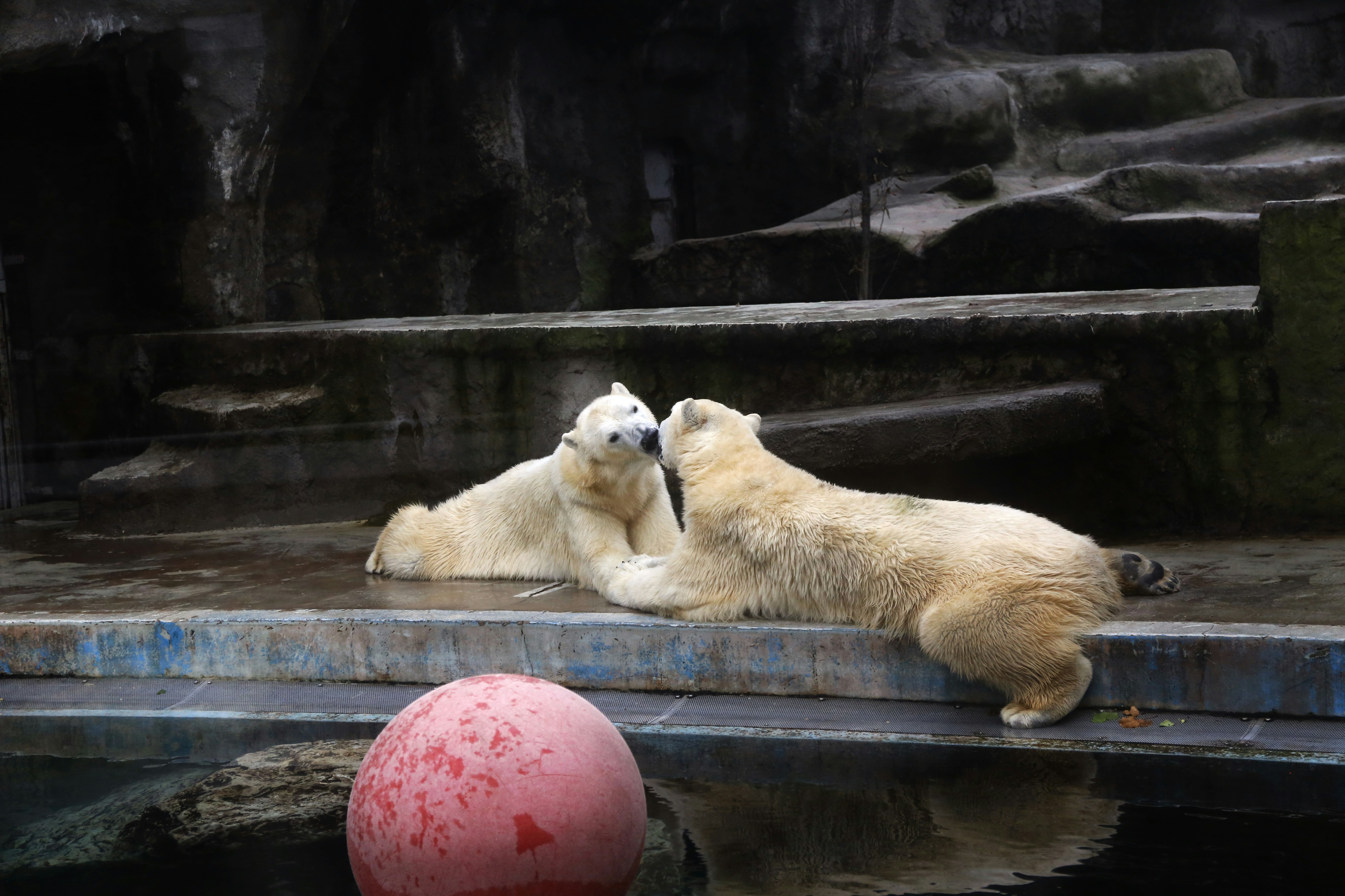 Two Polar Bears Interacting At Zoo
