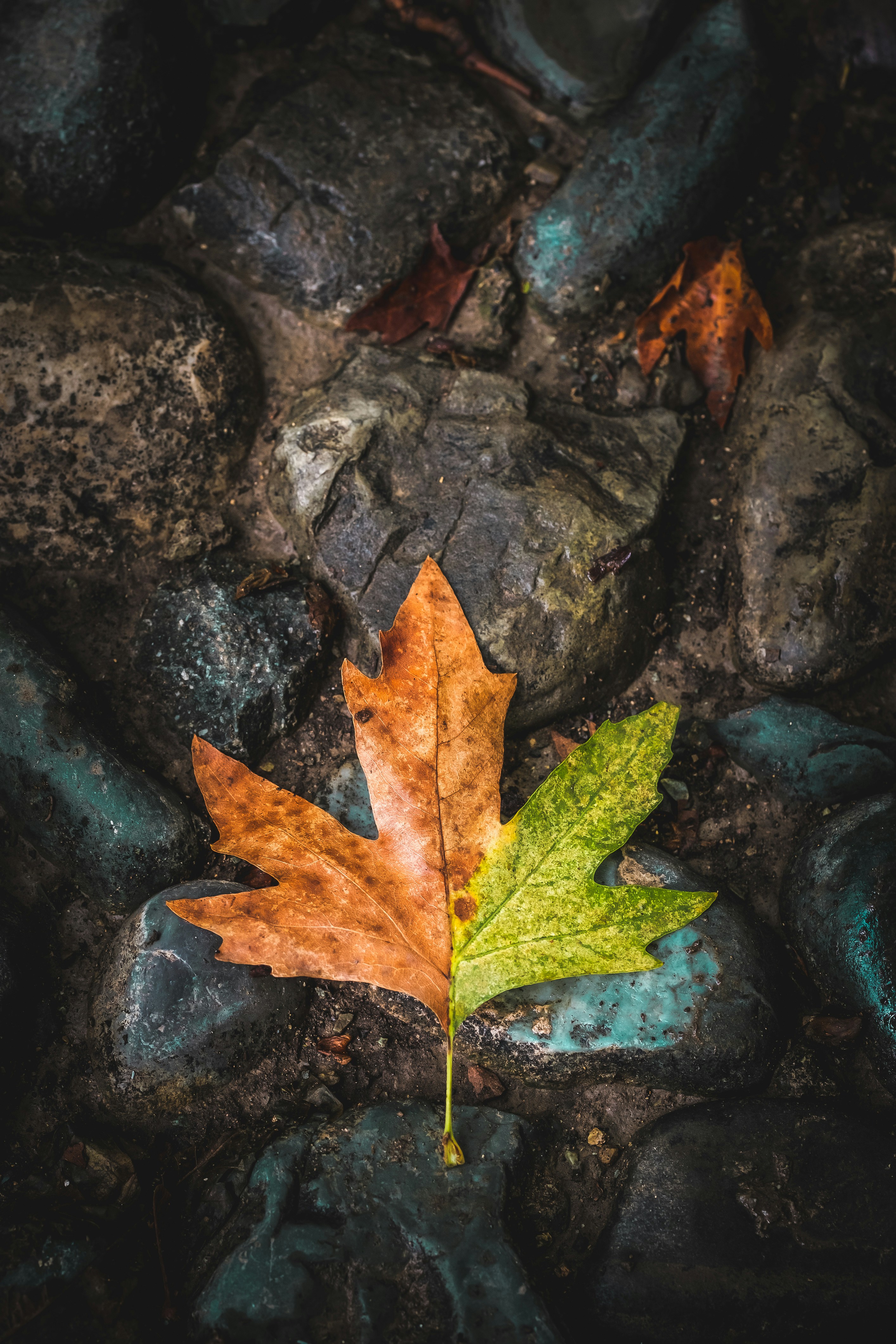 Autumn Leaf on Wet Stones