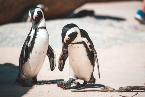 Two Penguins Standing On Sand