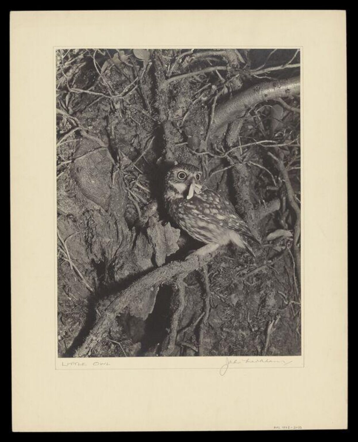 Little Owl with Prey