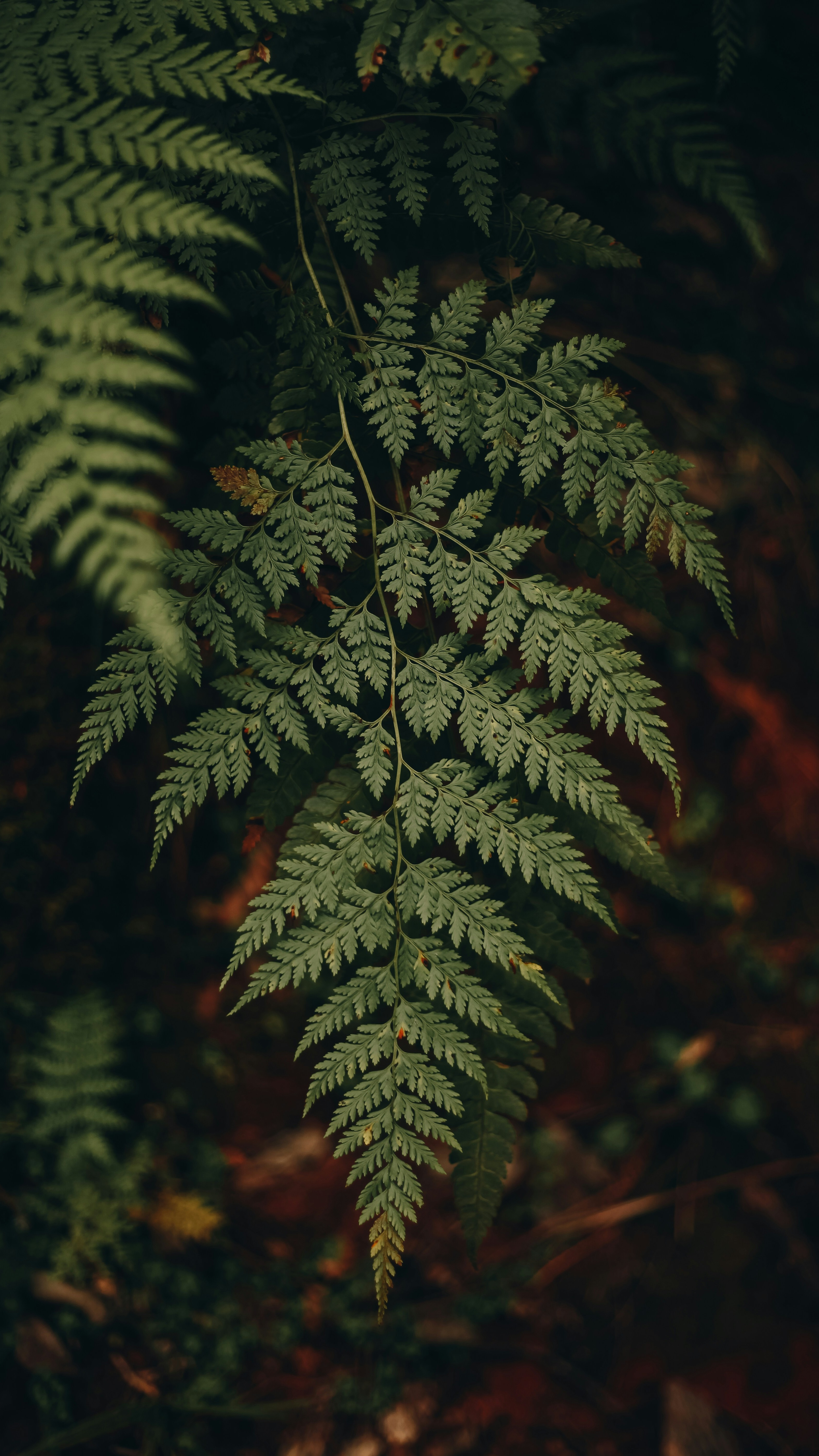 Wallpapers
