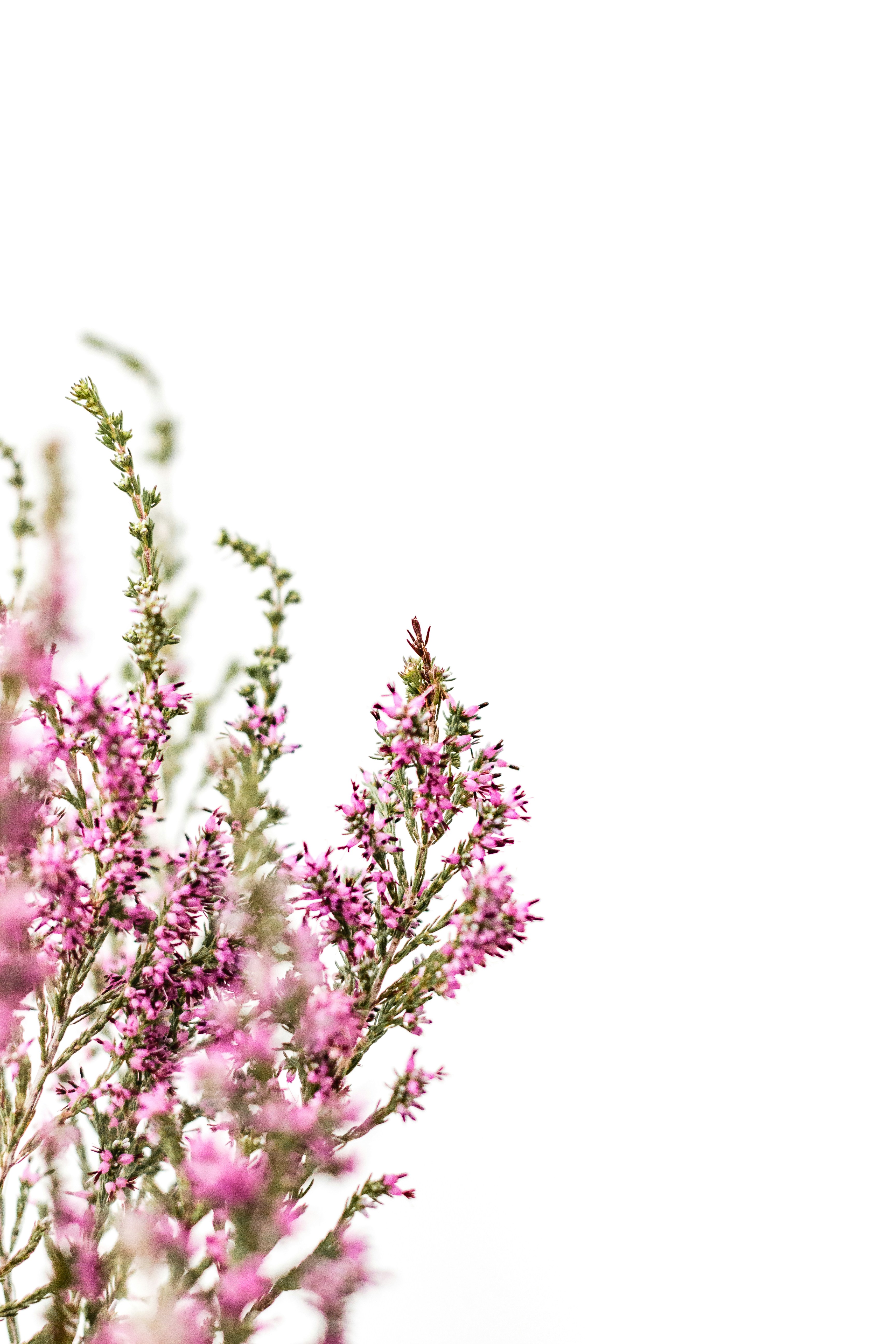 Pink Heather Against White Background