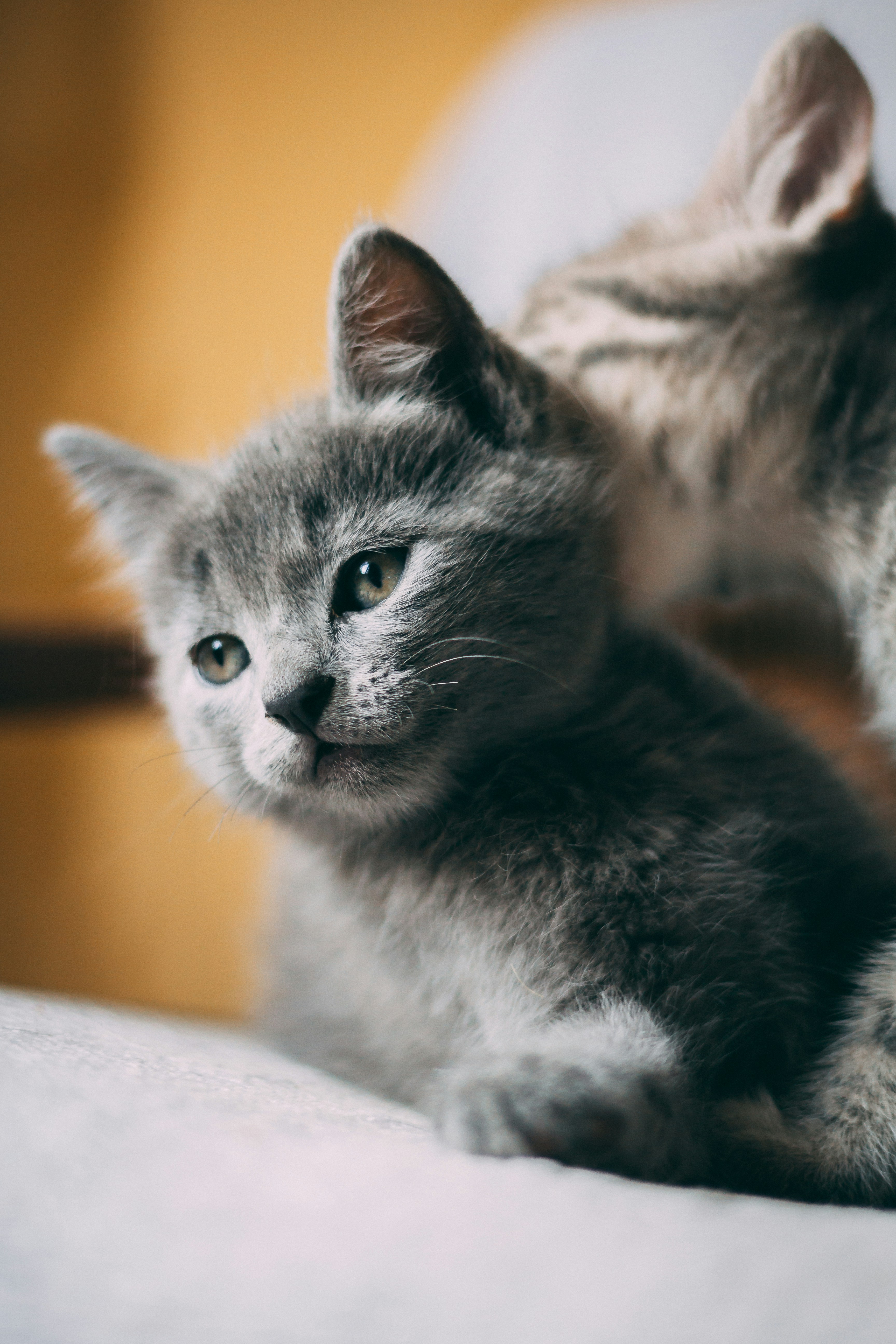 Two Gray Kittens Resting