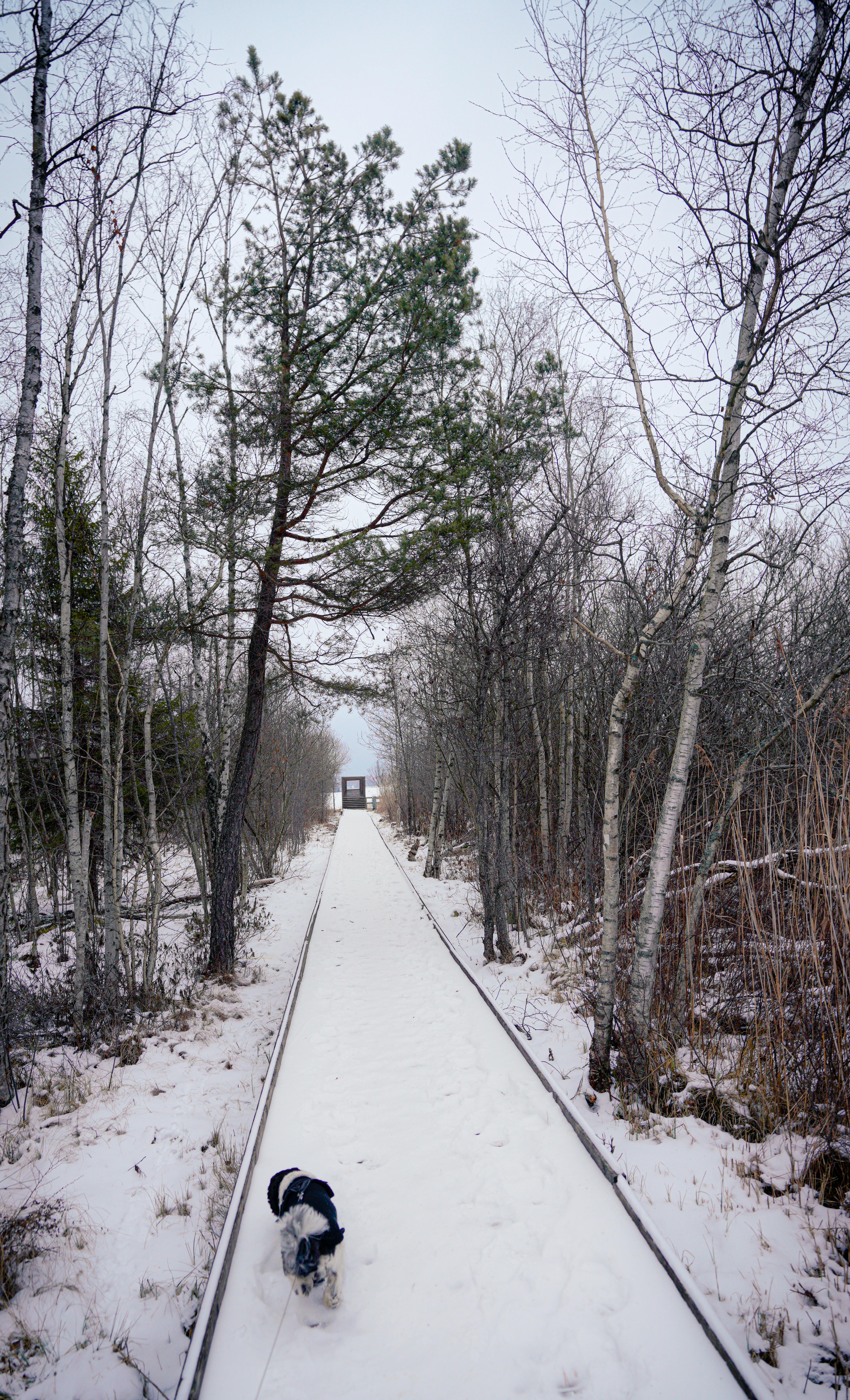Dog Walking on Snowy Boardwalk Trail