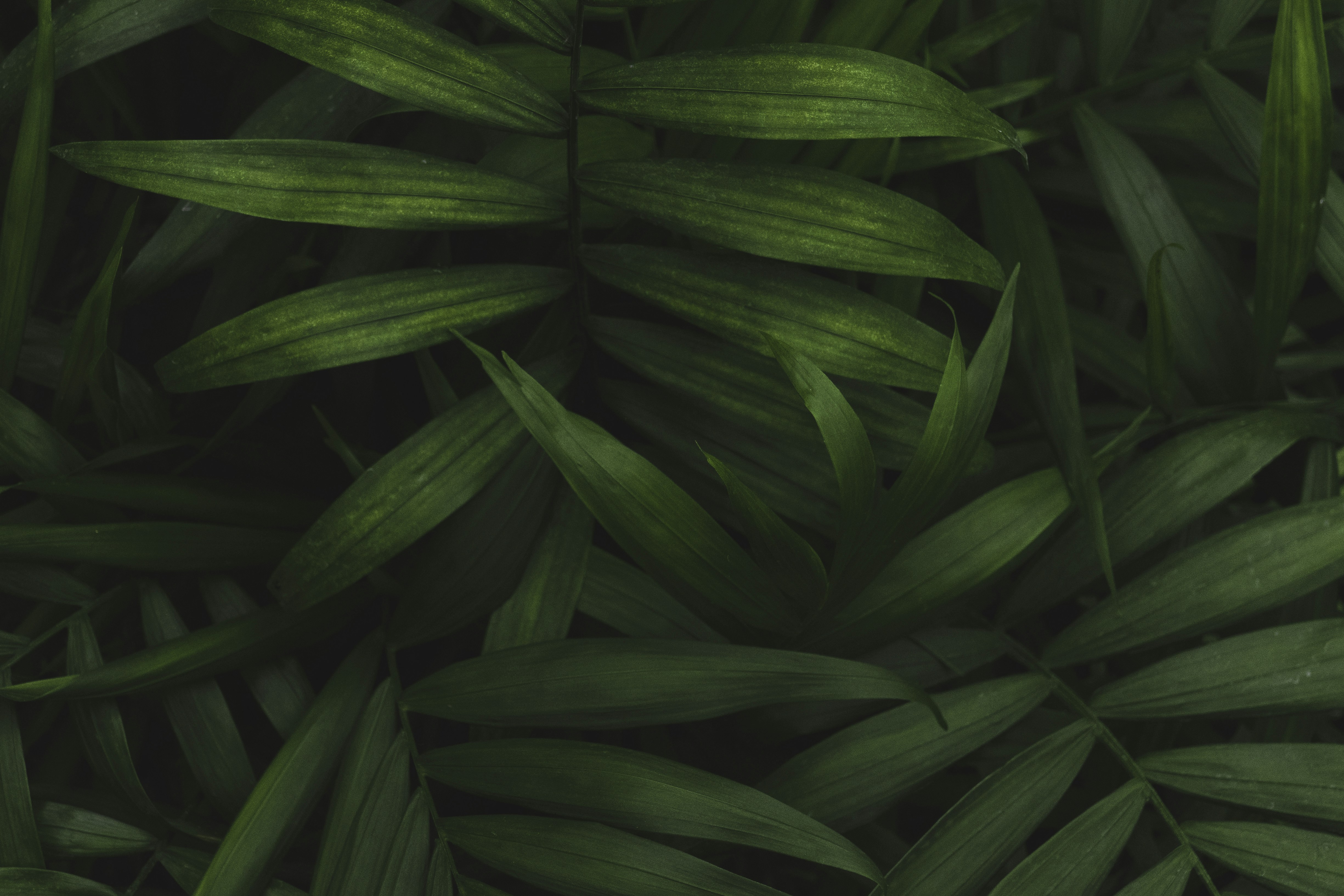Dense Green Palm Leaves