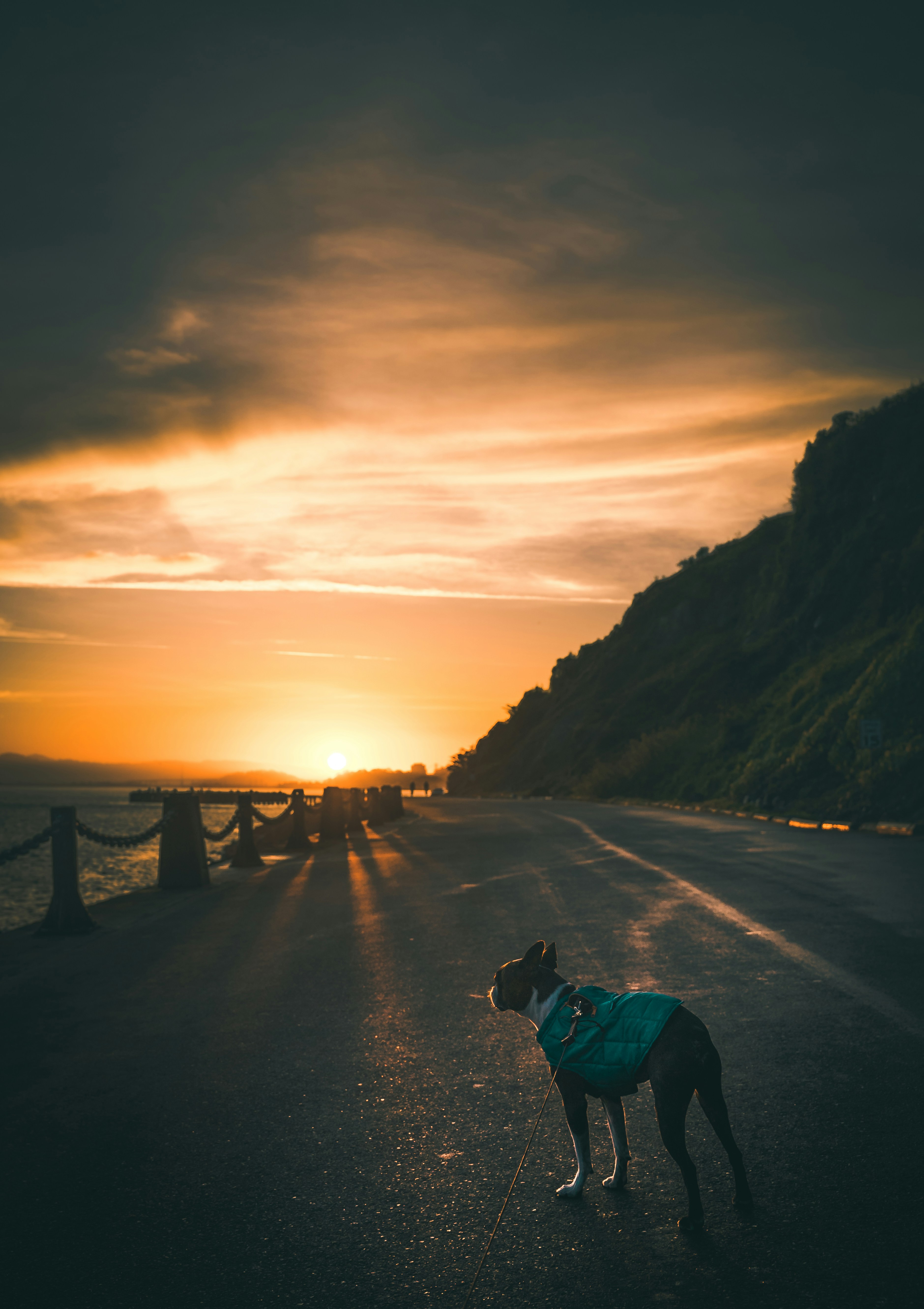Dog Watching Sunset on Coastal Road