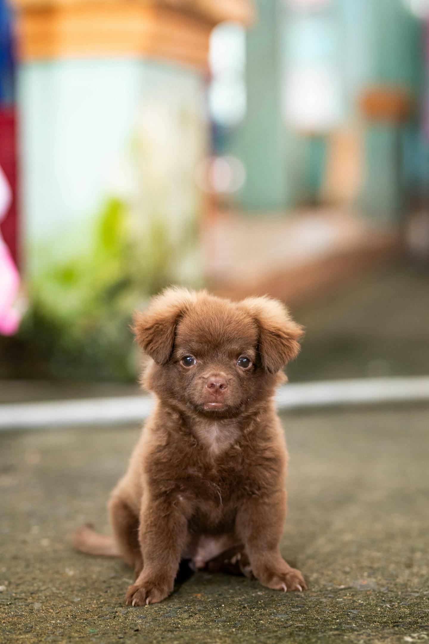 Image 93757 — Pets
