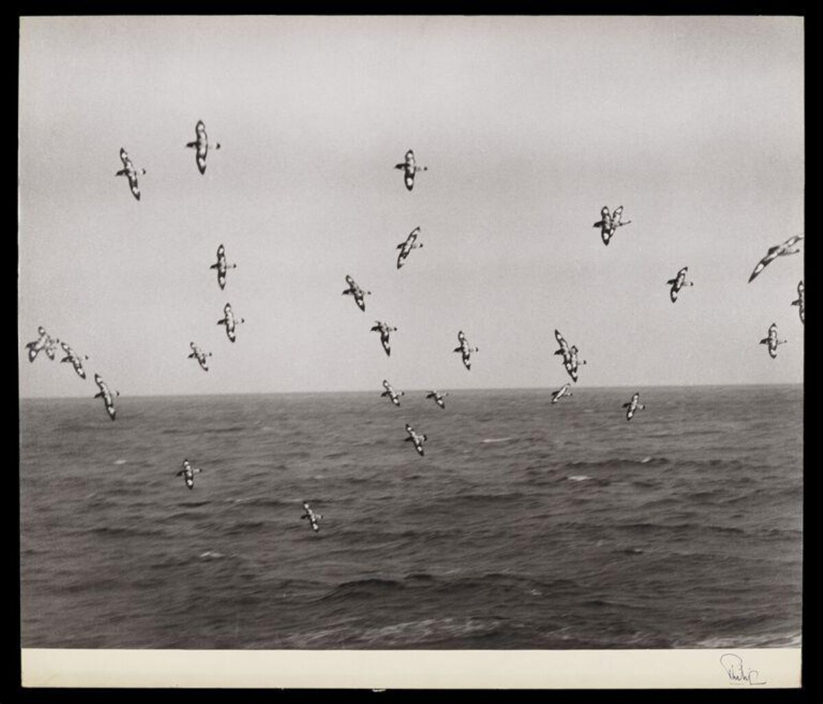 Flock of Ducks Over Sea