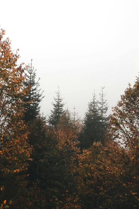 Foggy Autumn Forest Treeline