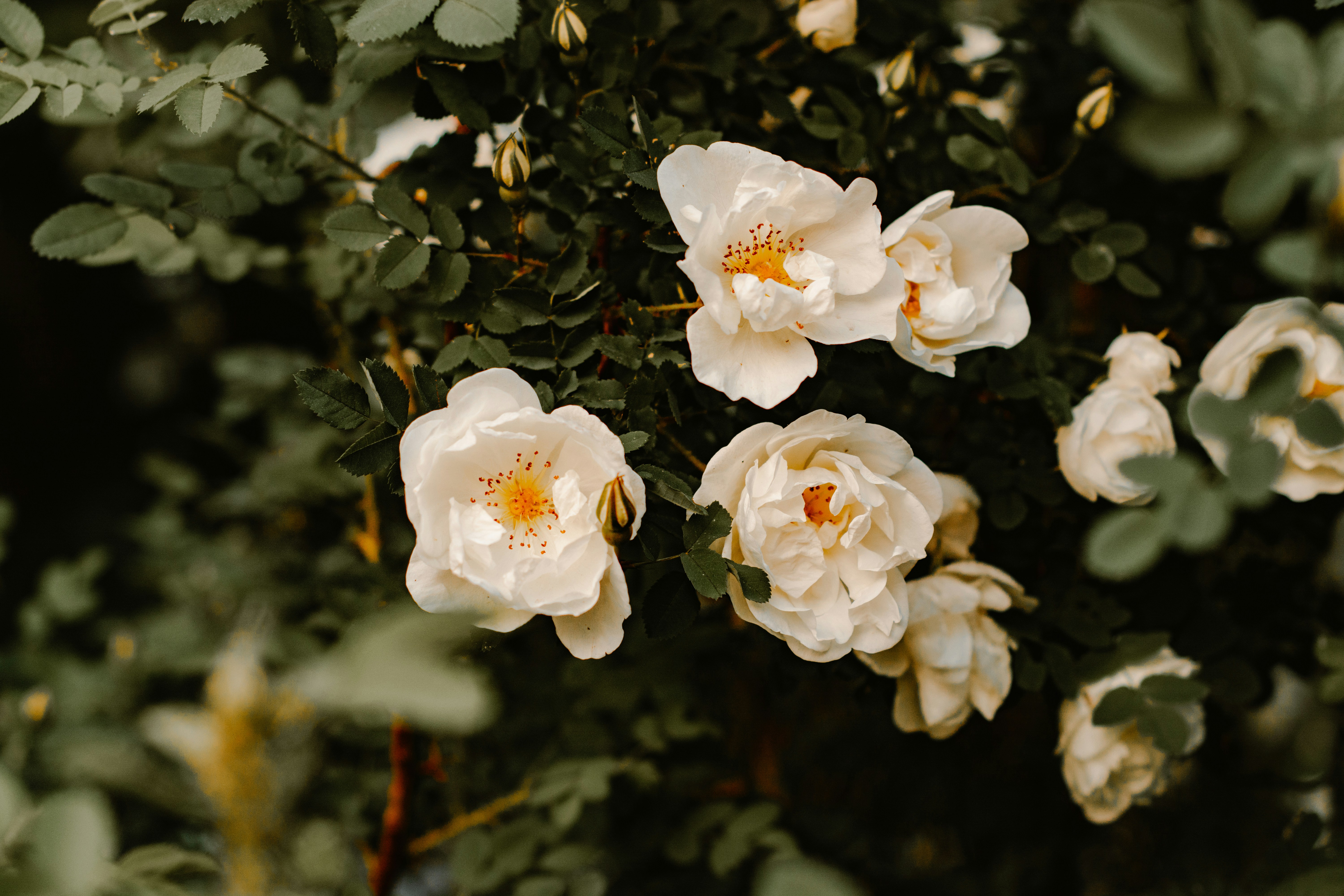 Blooming White Wild Roses