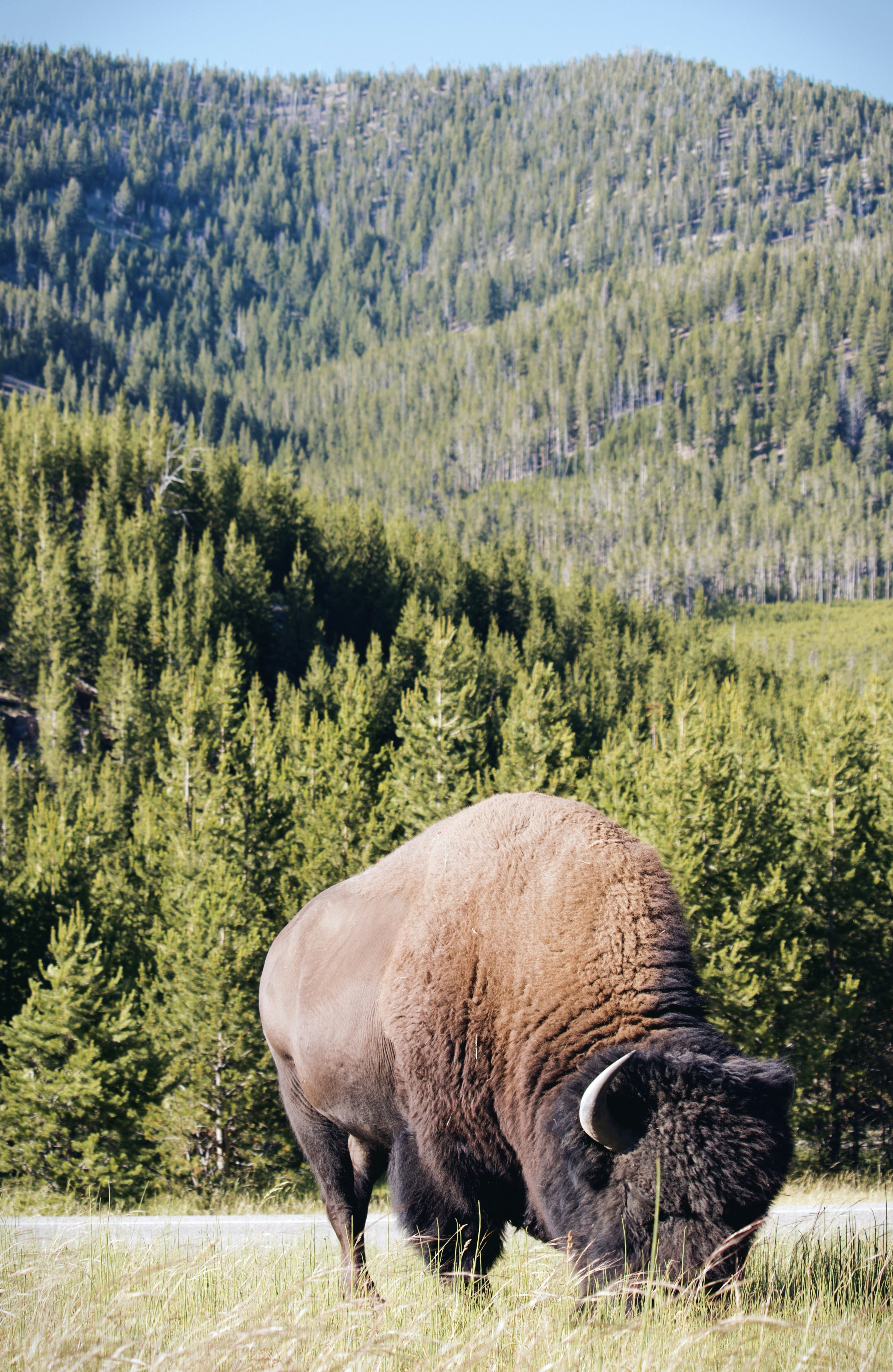 Bison Grazing in Forested Wilderness