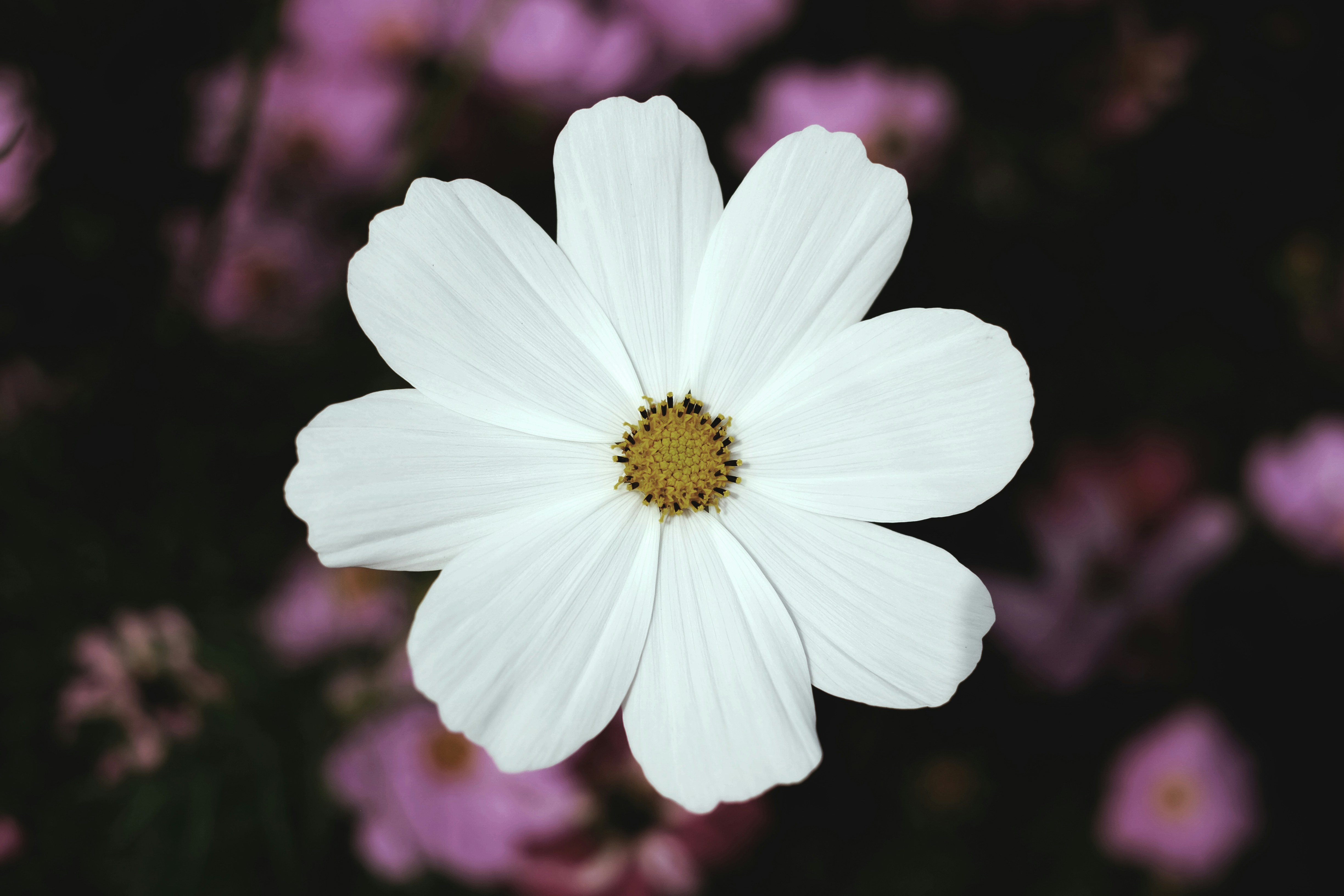 White Cosmos Flower Close-up