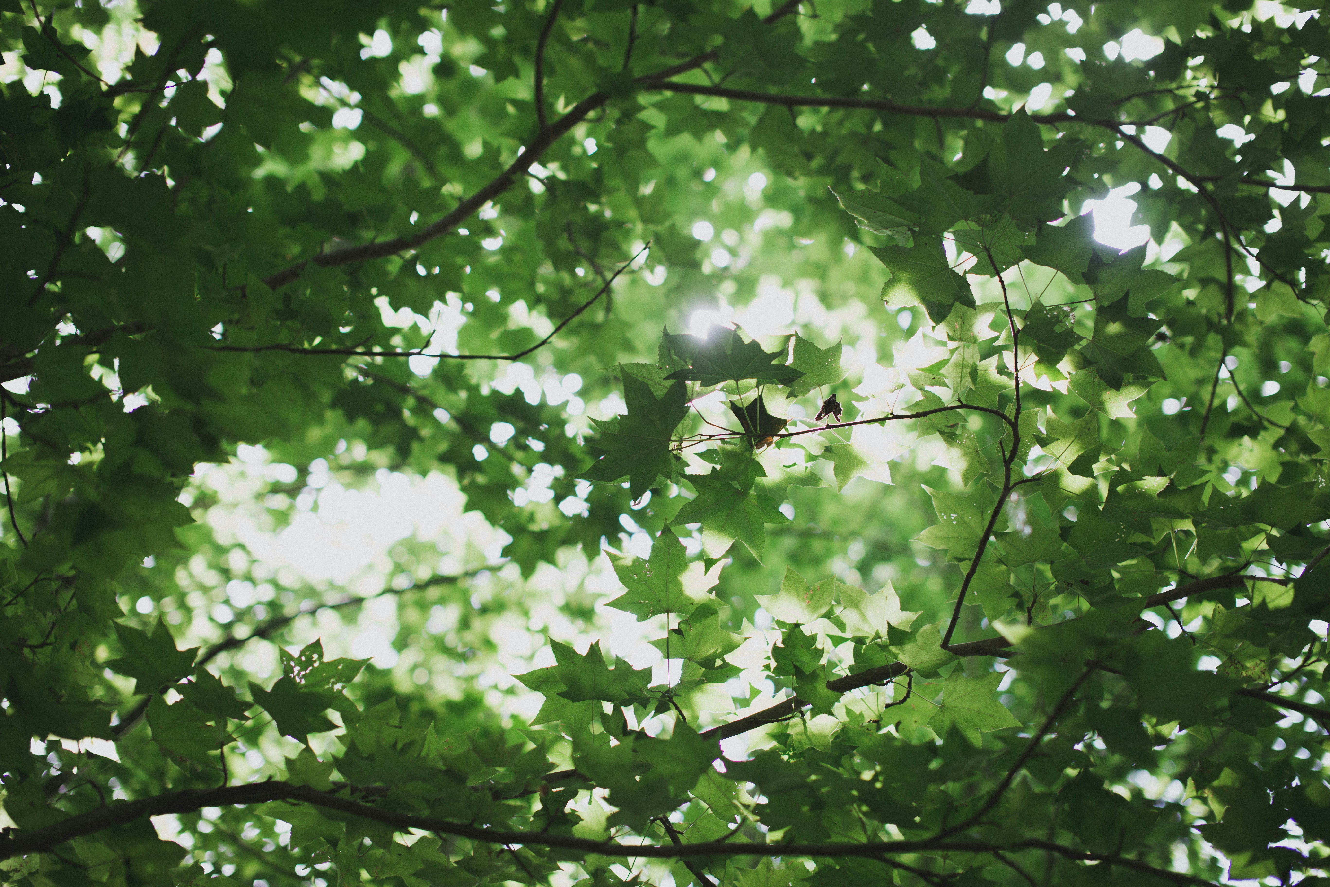 Sunlight Through Green Maple Leaves