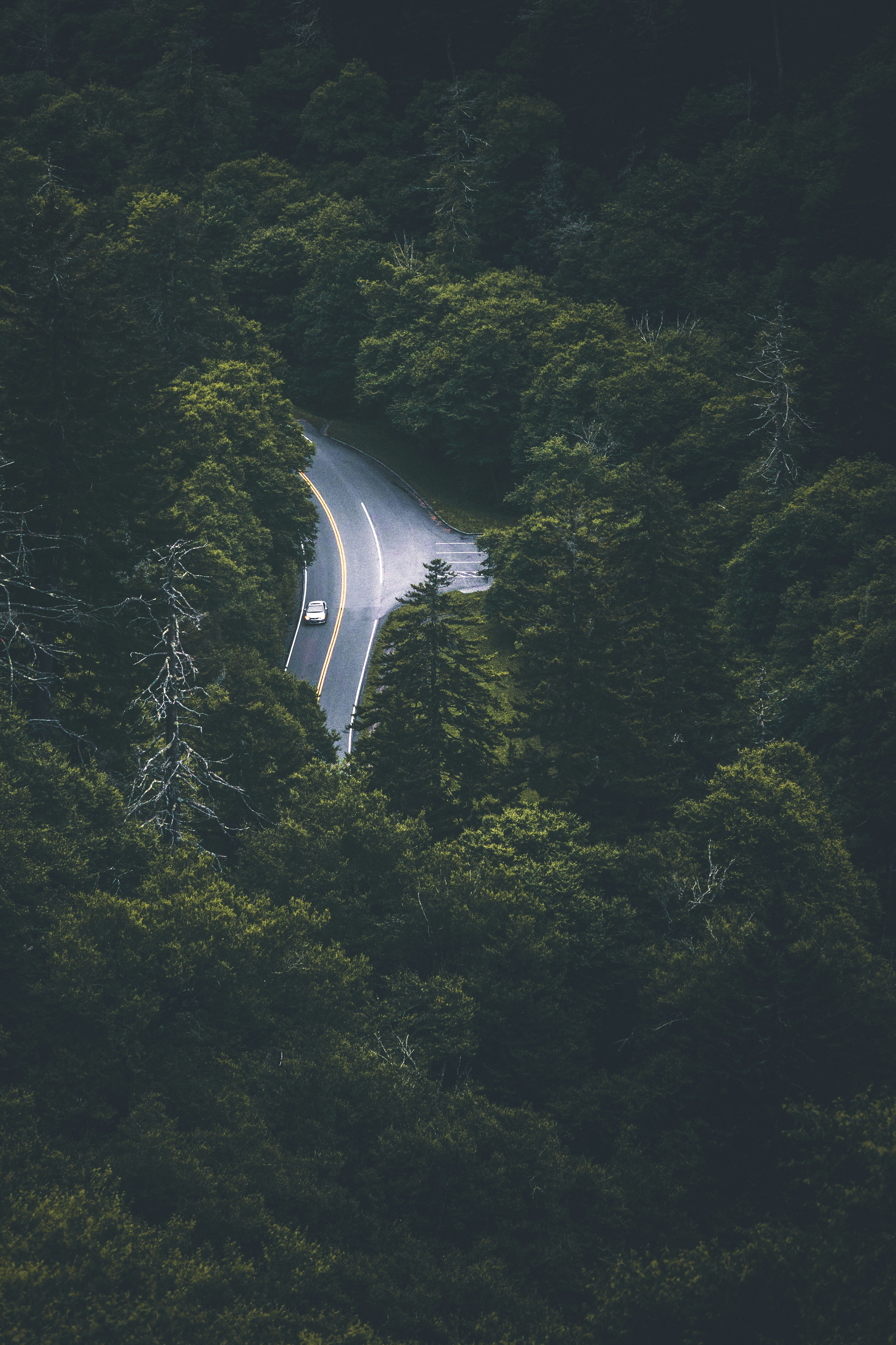 Winding Road Through Dense Forest