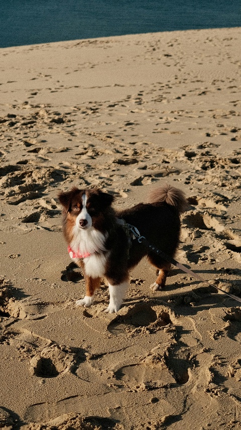 Australian Shepherd on Sandy Beach