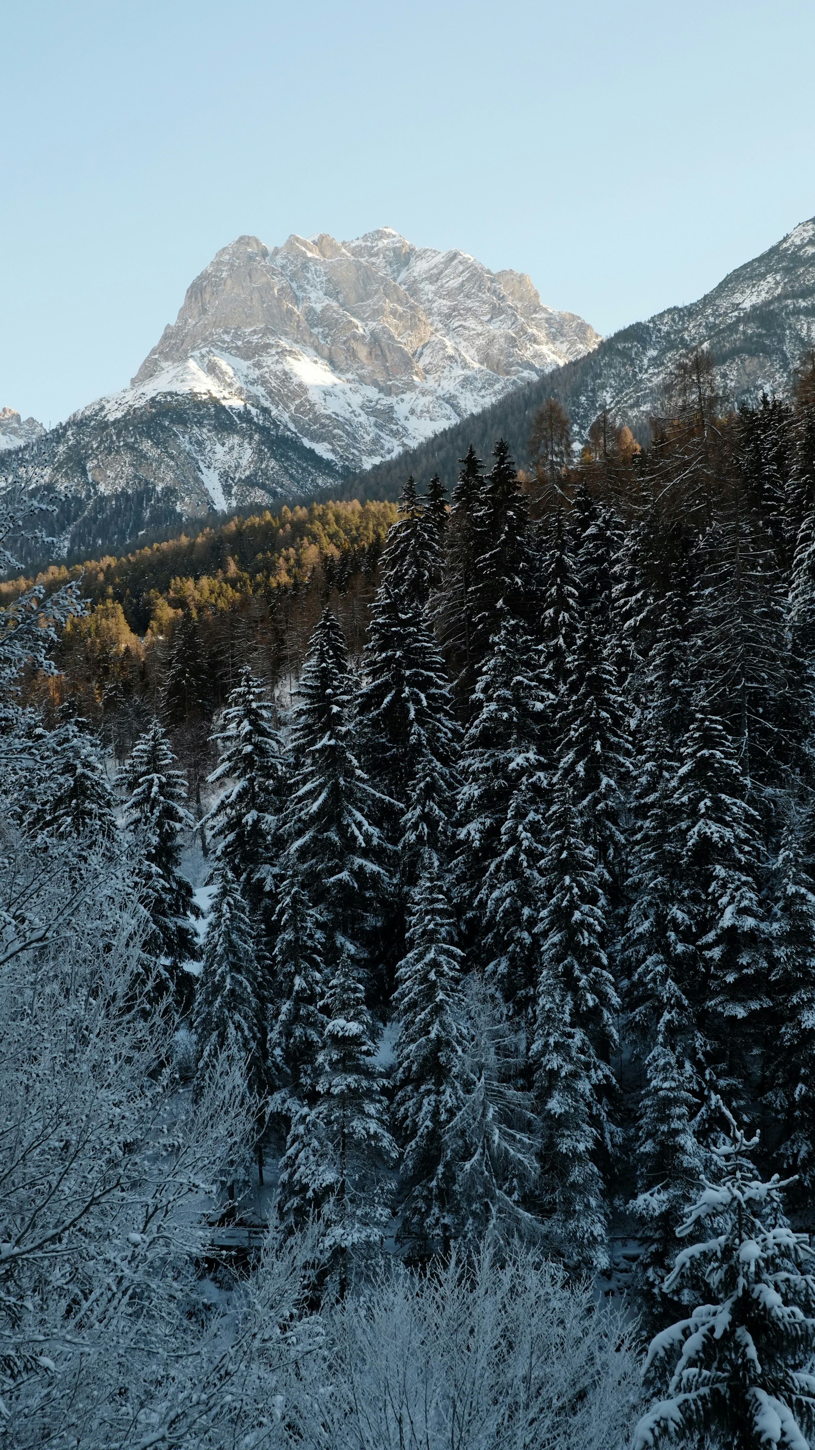 Snow-capped Mountain Winter Forest