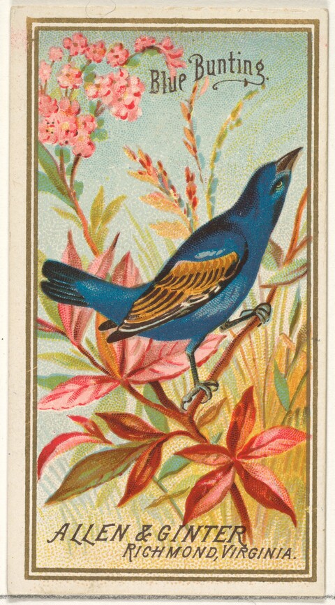 Vintage Blue Bunting Trade Card