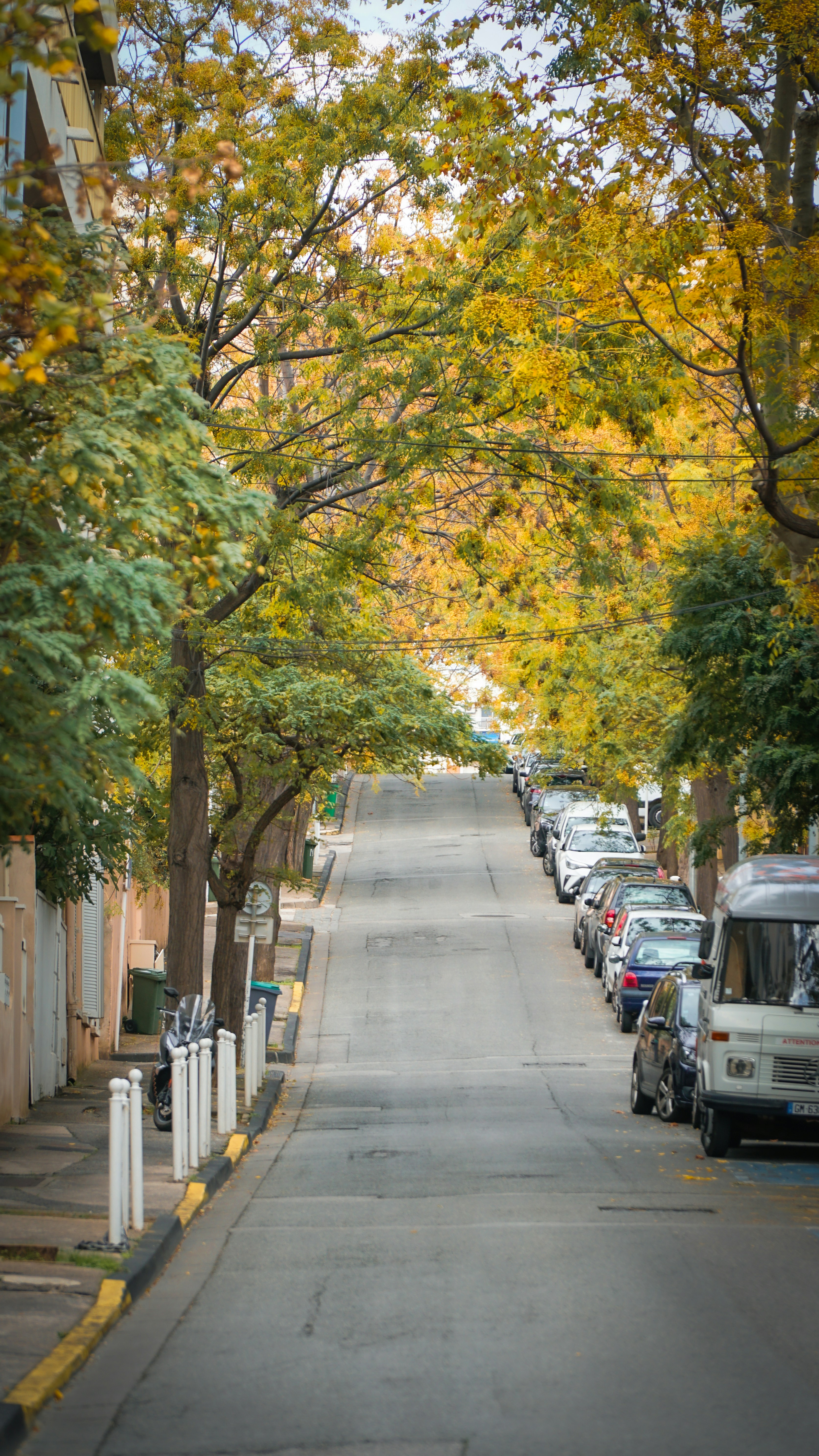 Tree-Lined Street in Autumn
