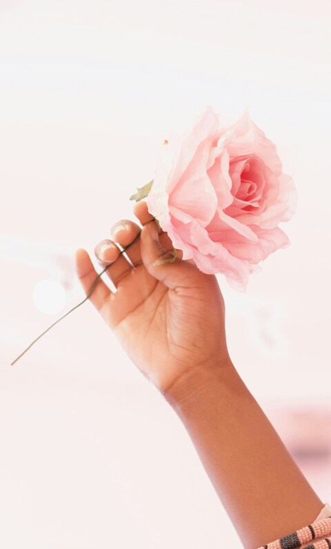 Hand Holding Pink Rose
