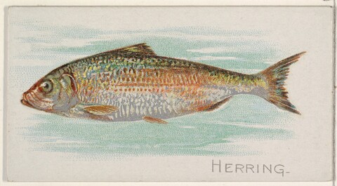 Vintage Herring Illustration